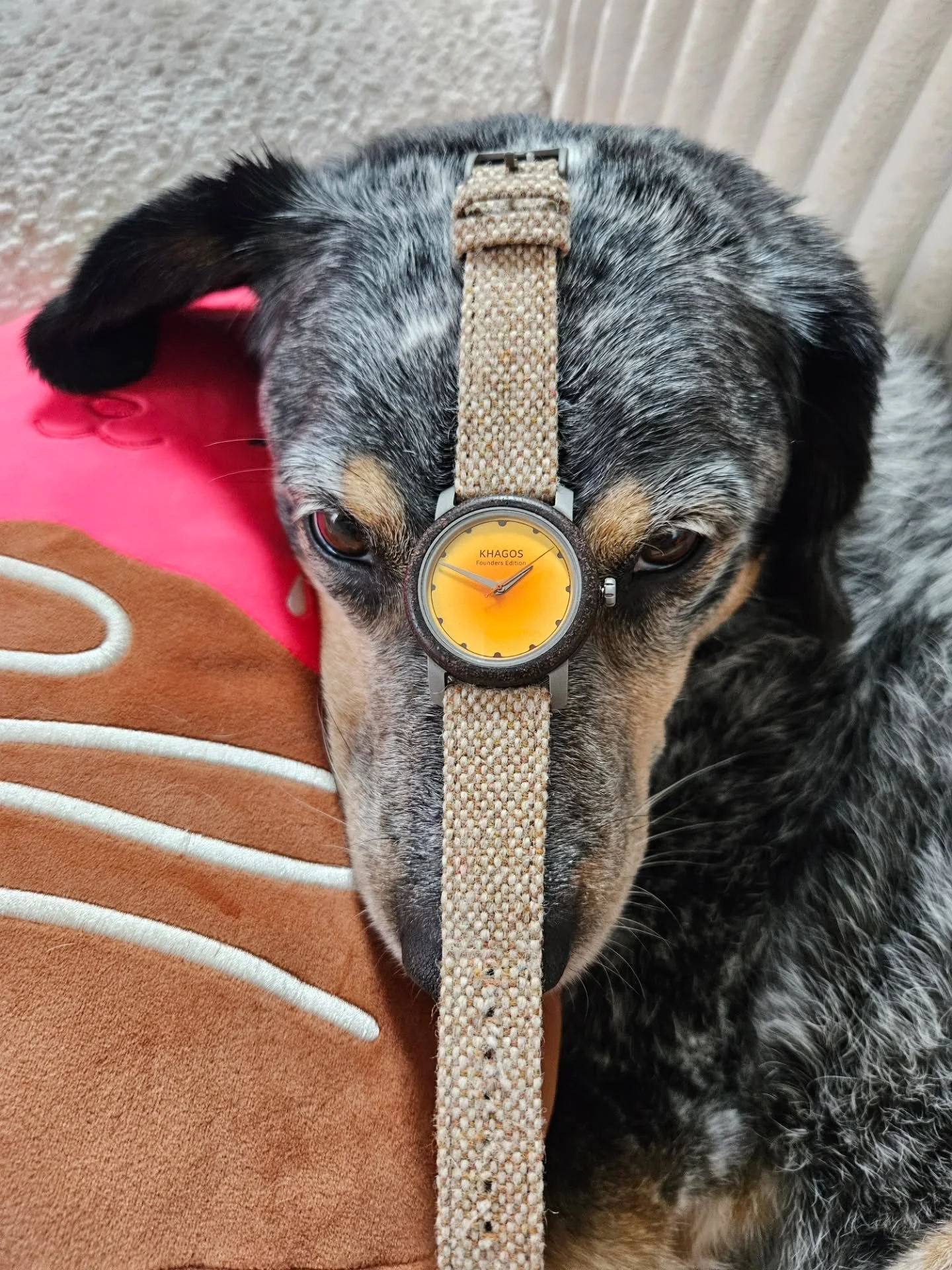 Meet Lola, a #wristshot queen 👑🐶 Serving looks in our ''light-roast' dial variation for all fellow #watchnerds 

~
#khagoswatch #khagos #microbrandwatch #microbrandwatches #microbrandwatchworld #watchesofinstagram #wristwatch #wristcheck #wristwatc