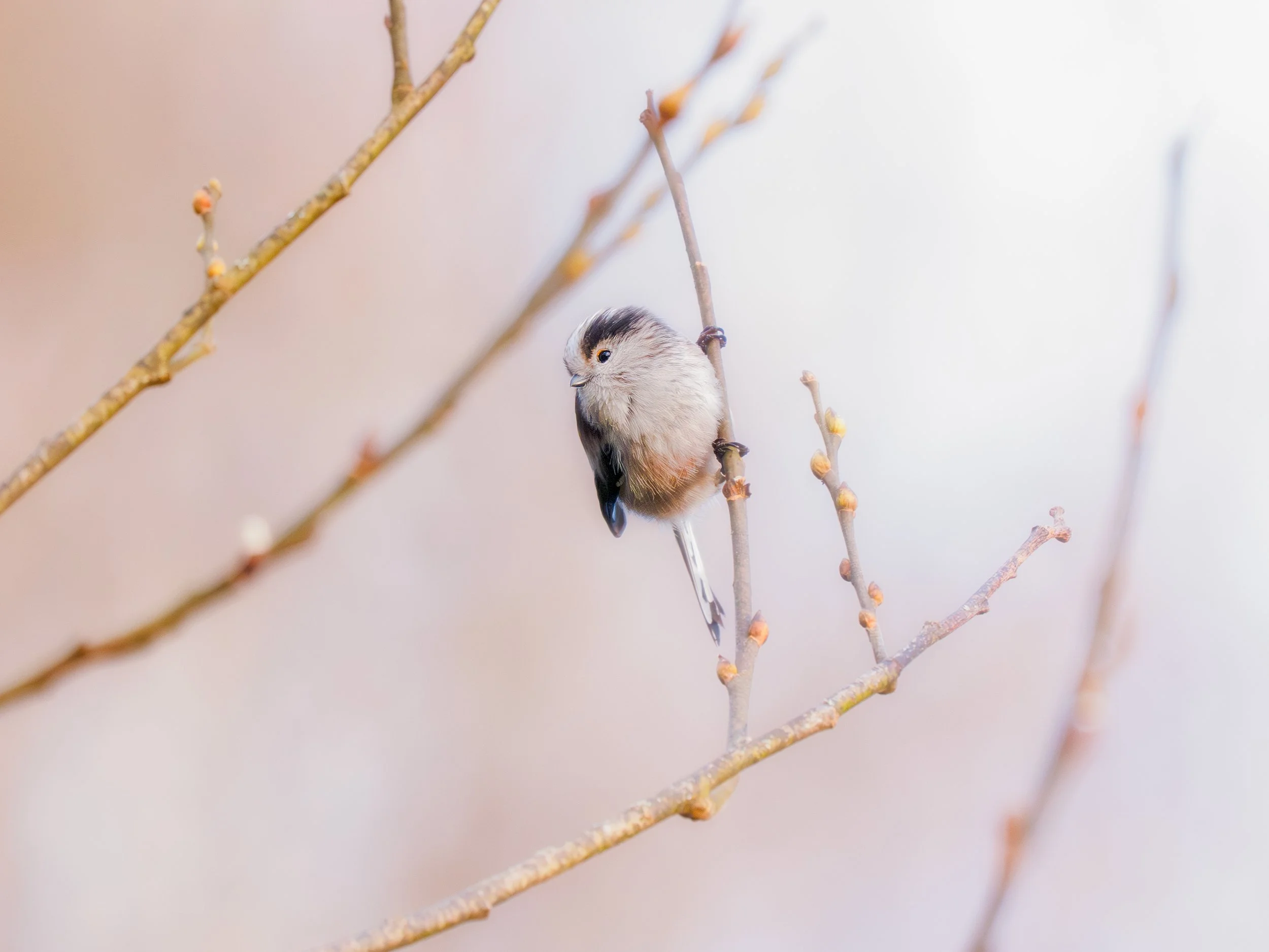Long-Tailed-Tit-2.jpg