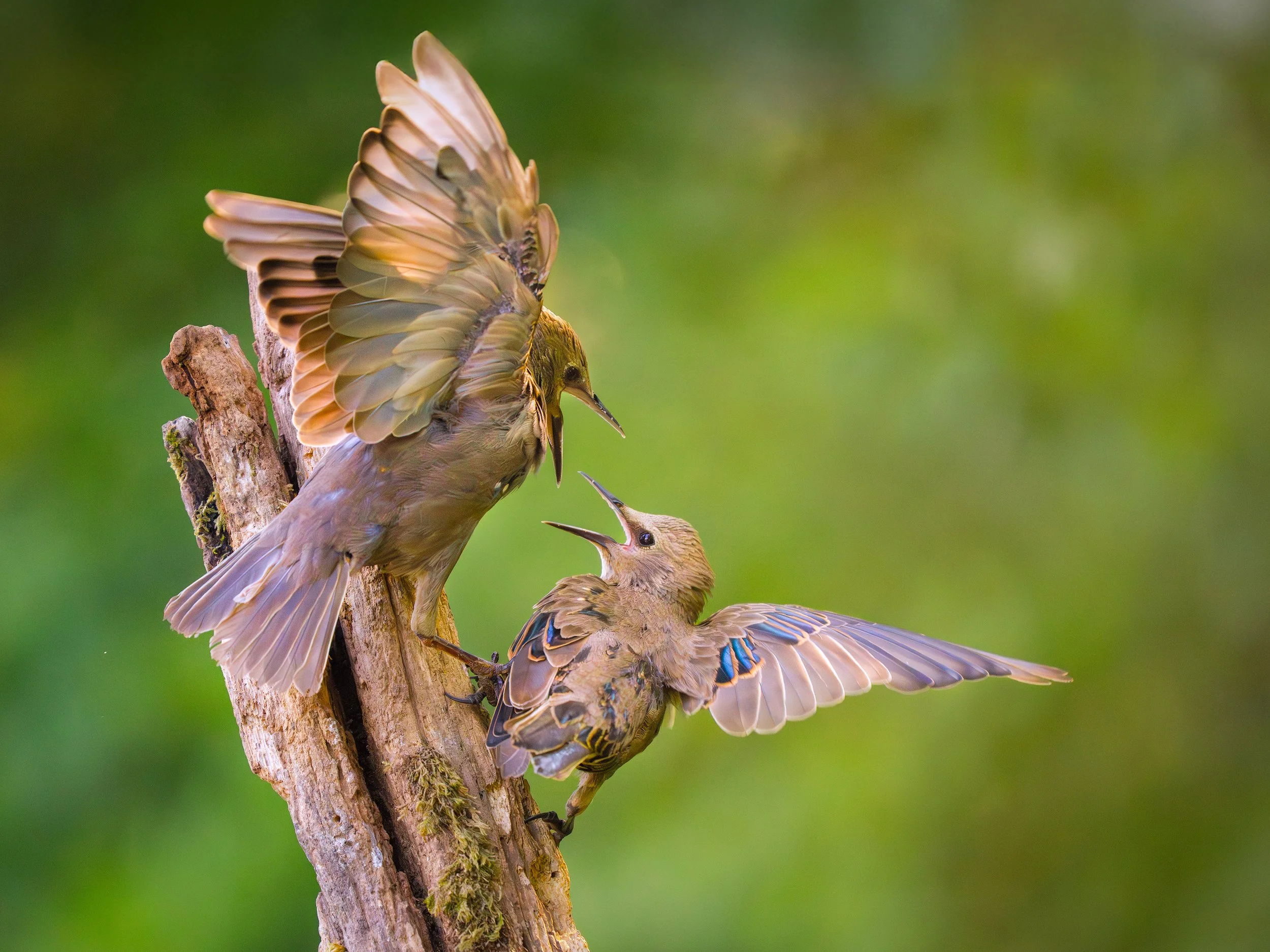 Starling-fight.jpg