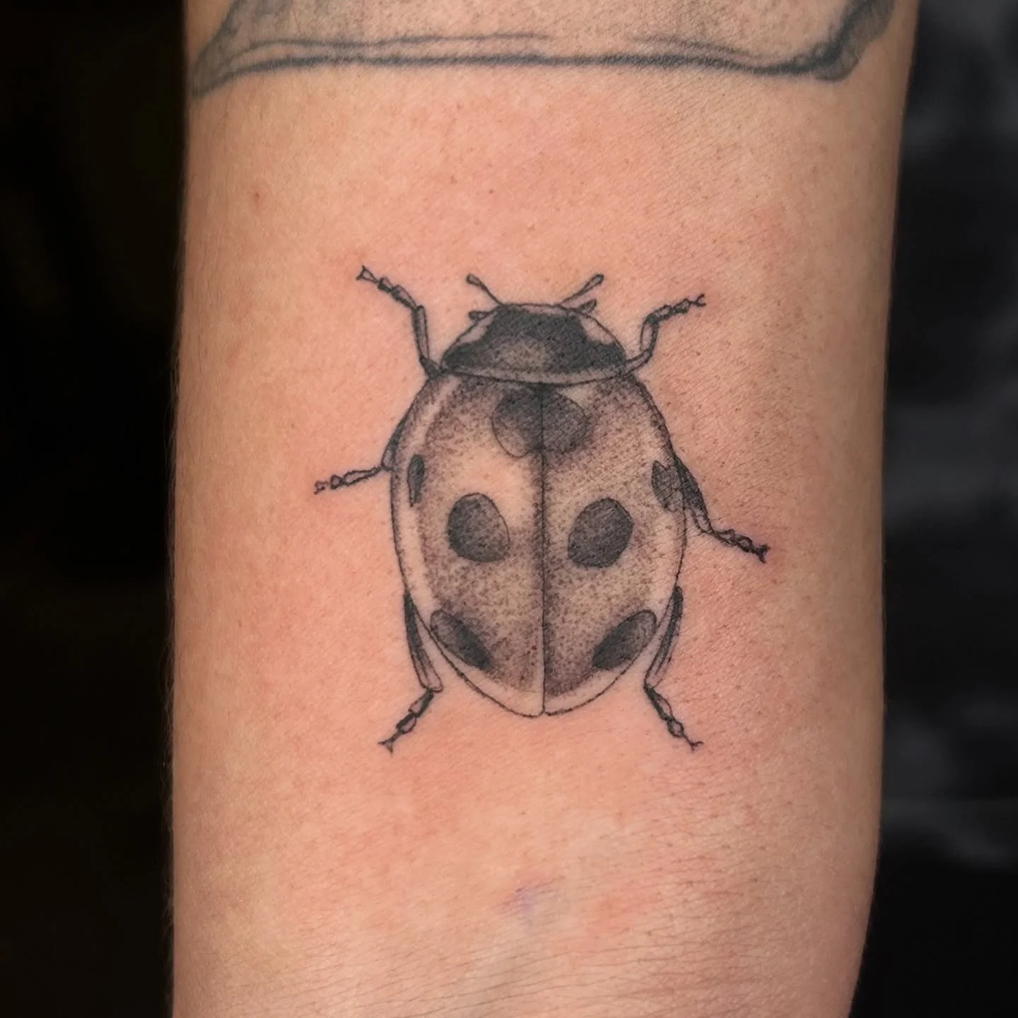 Lil ladybird from our flash event at @thornandthistletattoo
.
.
.
.
.
.
#tattoo #tattooart #inked #tattoolife #tattooartist
#finelinetattoo #blackwork #tattoodesign #MiamiTattooArtist #inkedgirls #daintytattoo #ladybug