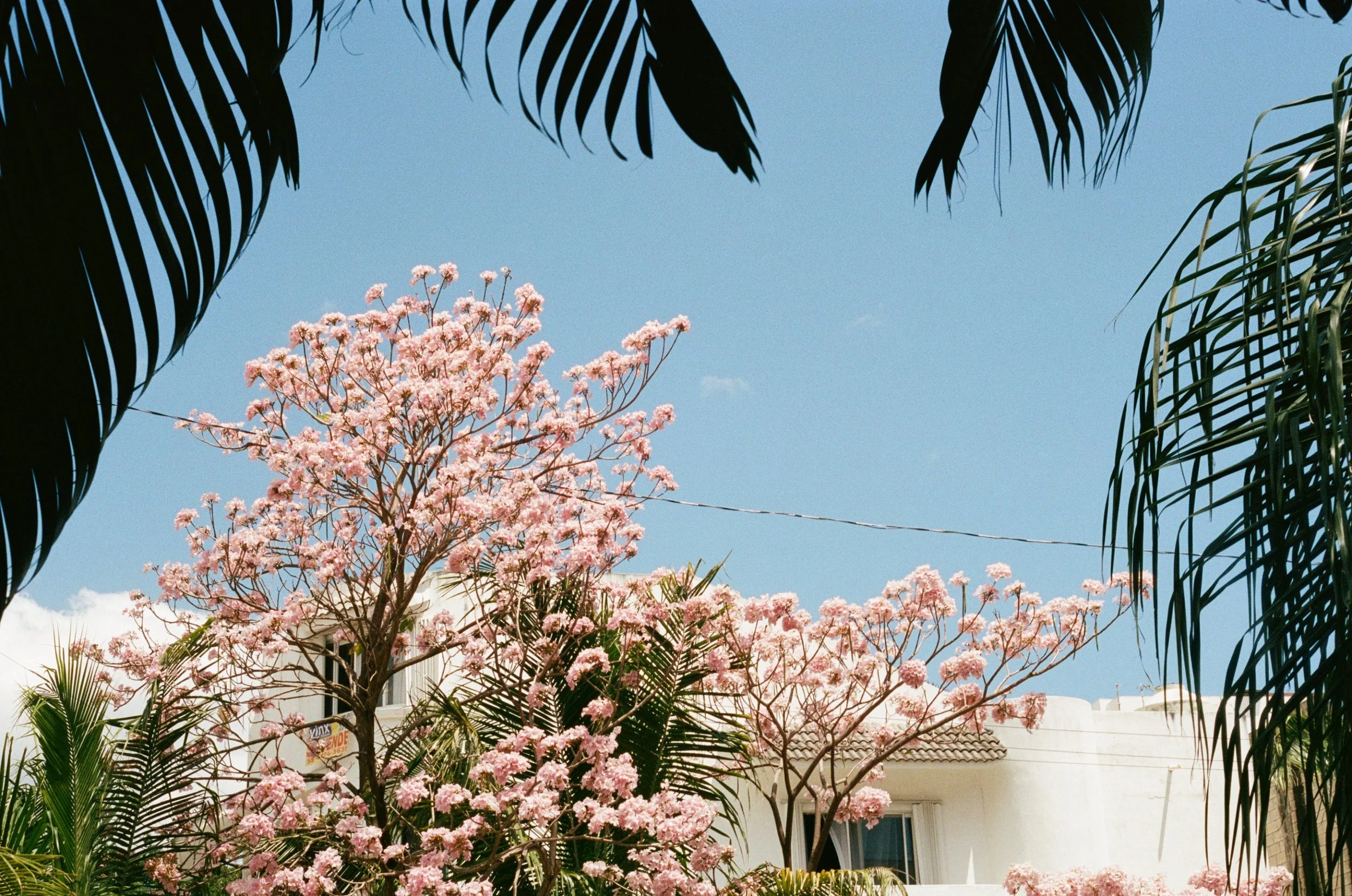 kodak_400_c_41_30895_129131_288221_002889060029.jpg