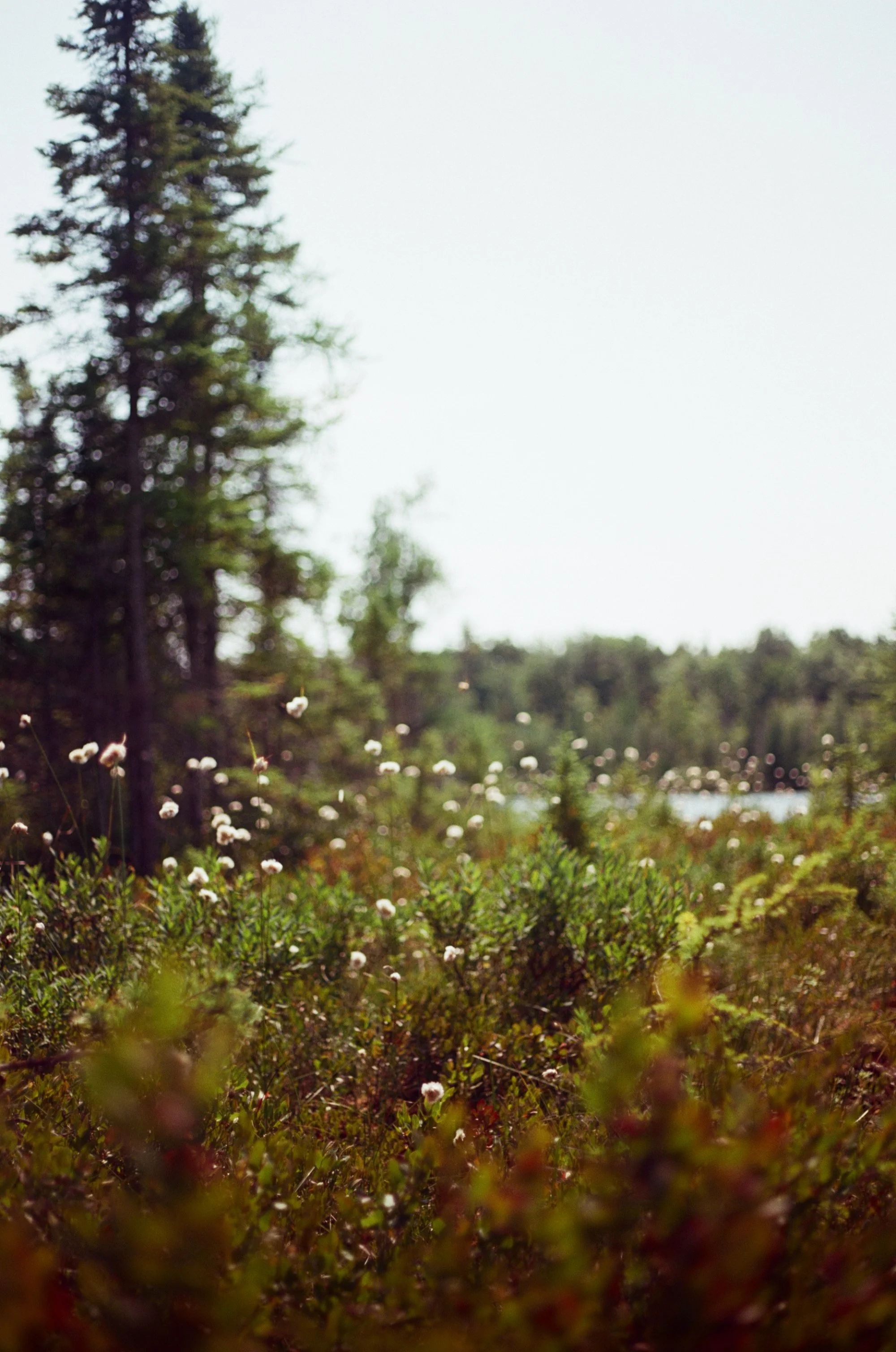 kodak_100_c_41_30895_117413_264338_000003380019.jpg