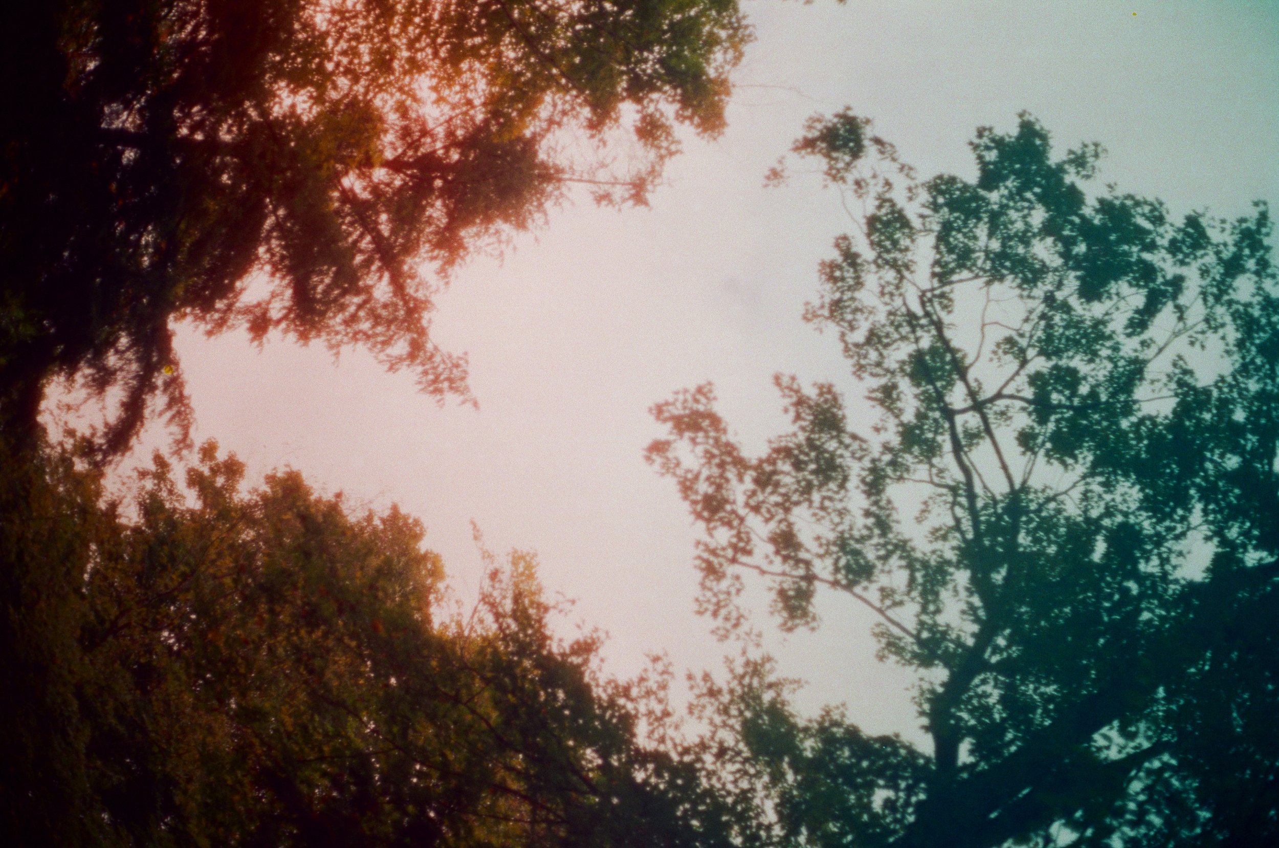 cinestill_xpro_c-41_800_tungsten_(800t)_01_13_2025_000412600008.jpg