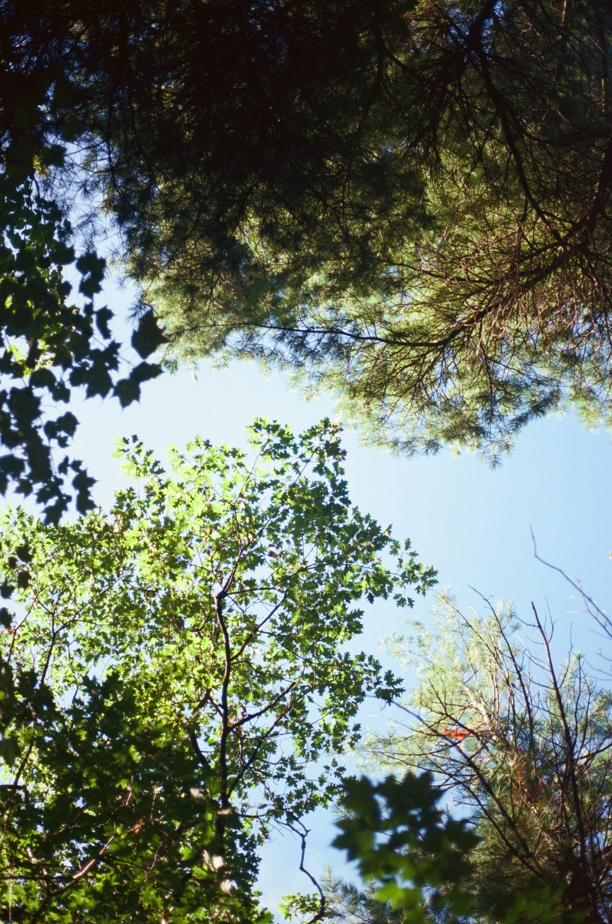 kodak_100_c_41_30895_117413_264338_000003380028.jpg