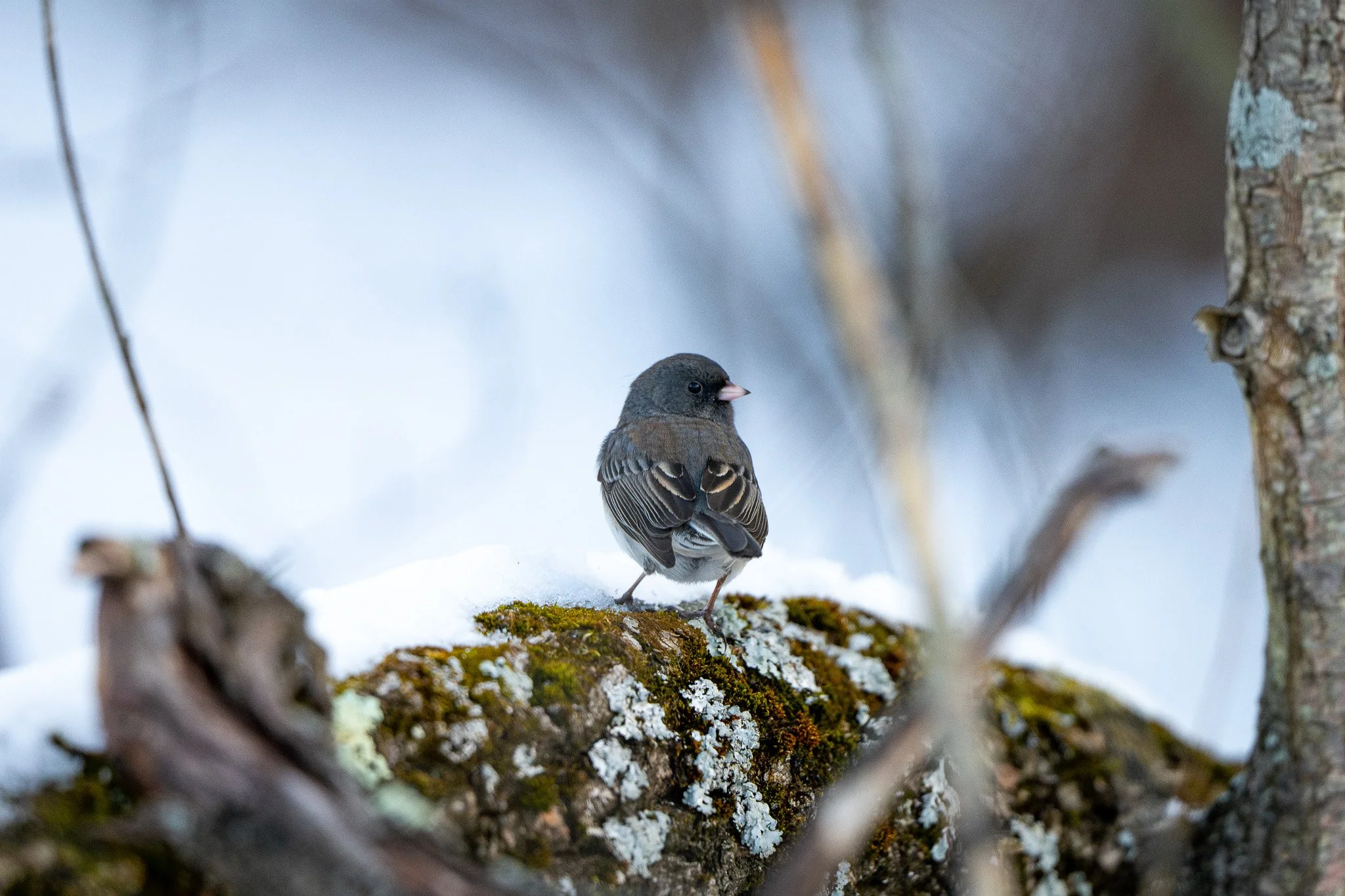 A small dark-colored bird with a pink beak perched on a moss-covered snow-dusted branch in a winter forest.