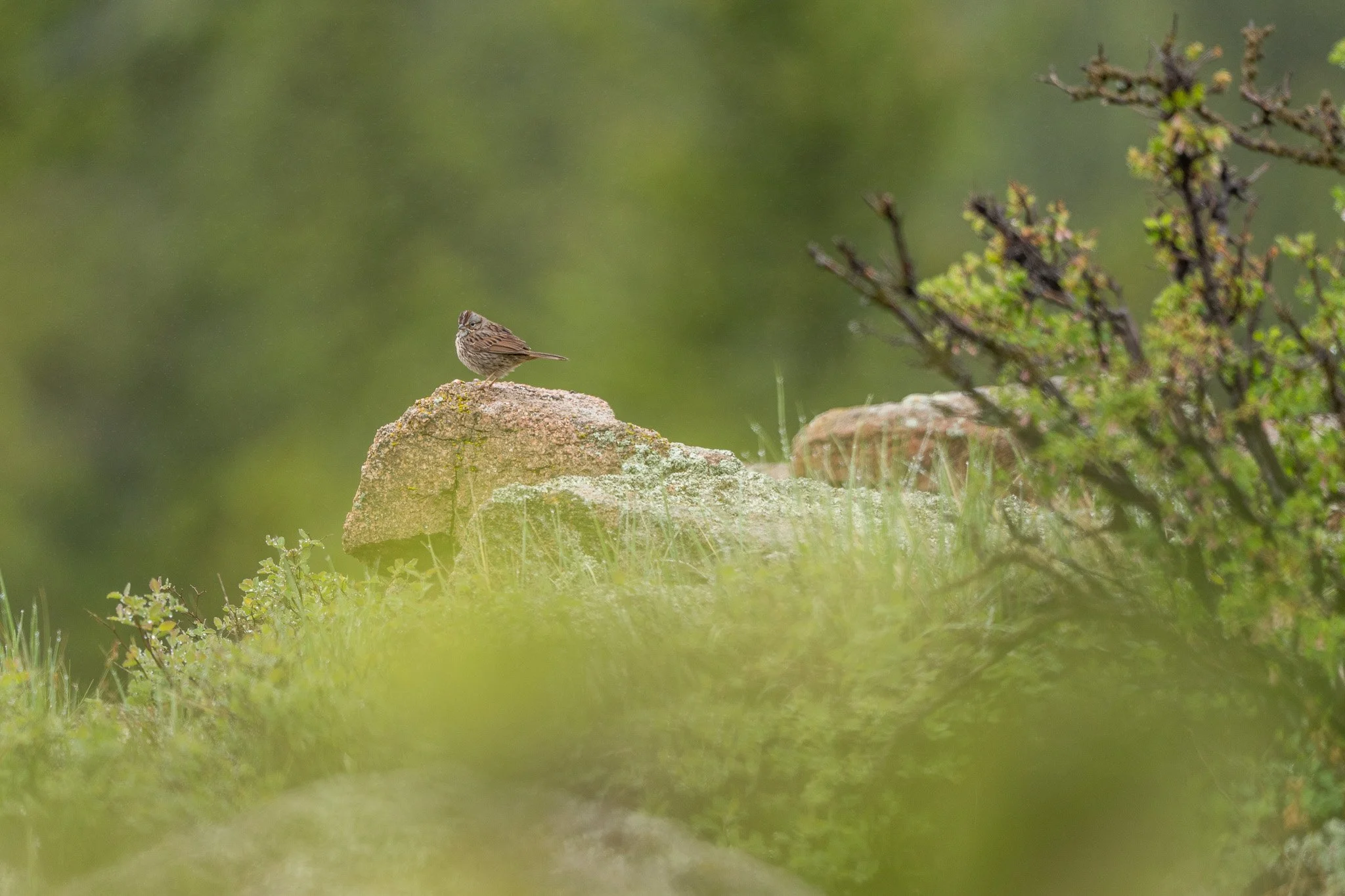 A small brown bird perched on a rocky ledge in a lush green outdoor setting.