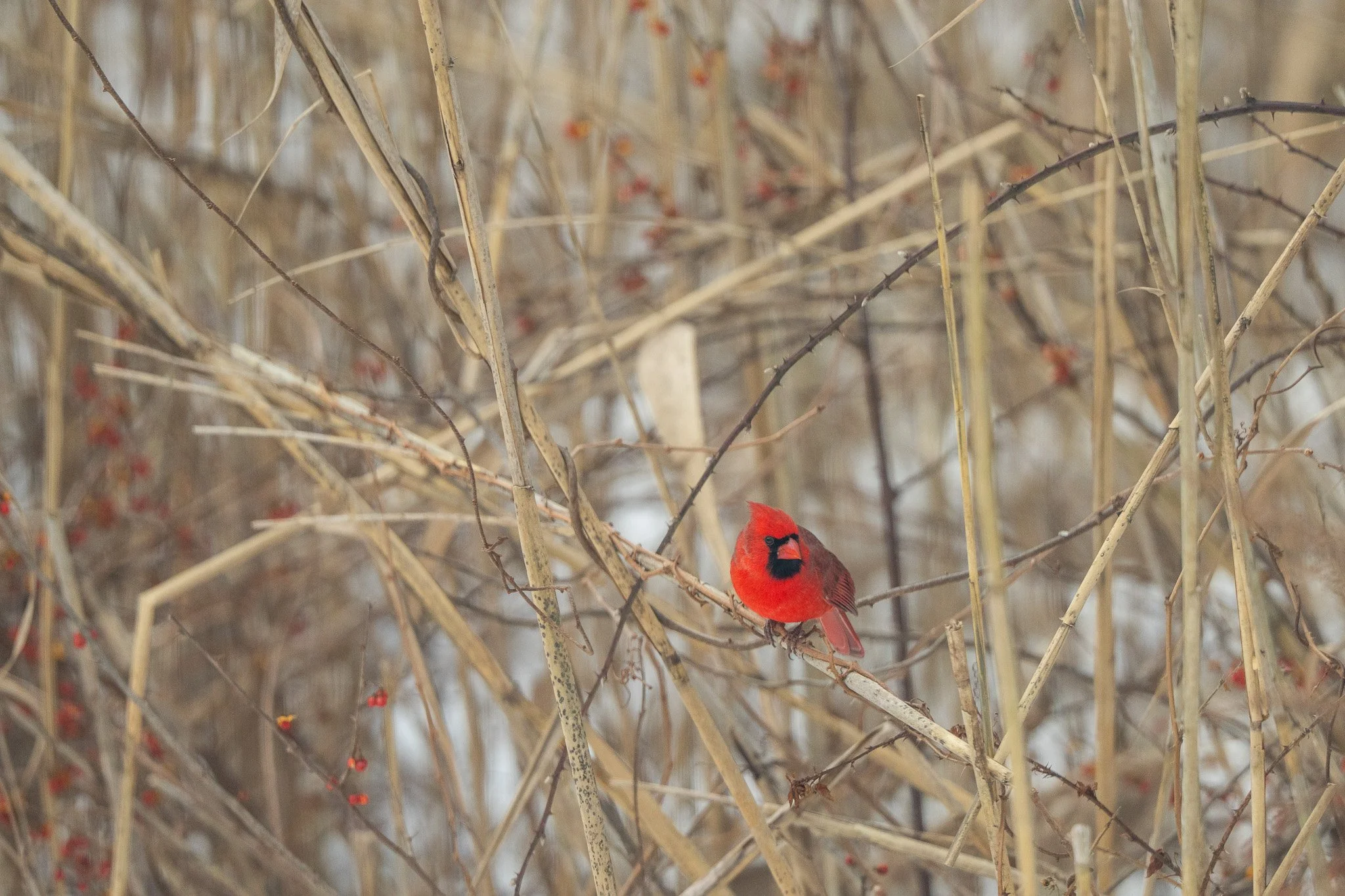 A bright red cardinal perched on a thin branch among dry, tangled shrubbery with red berries.