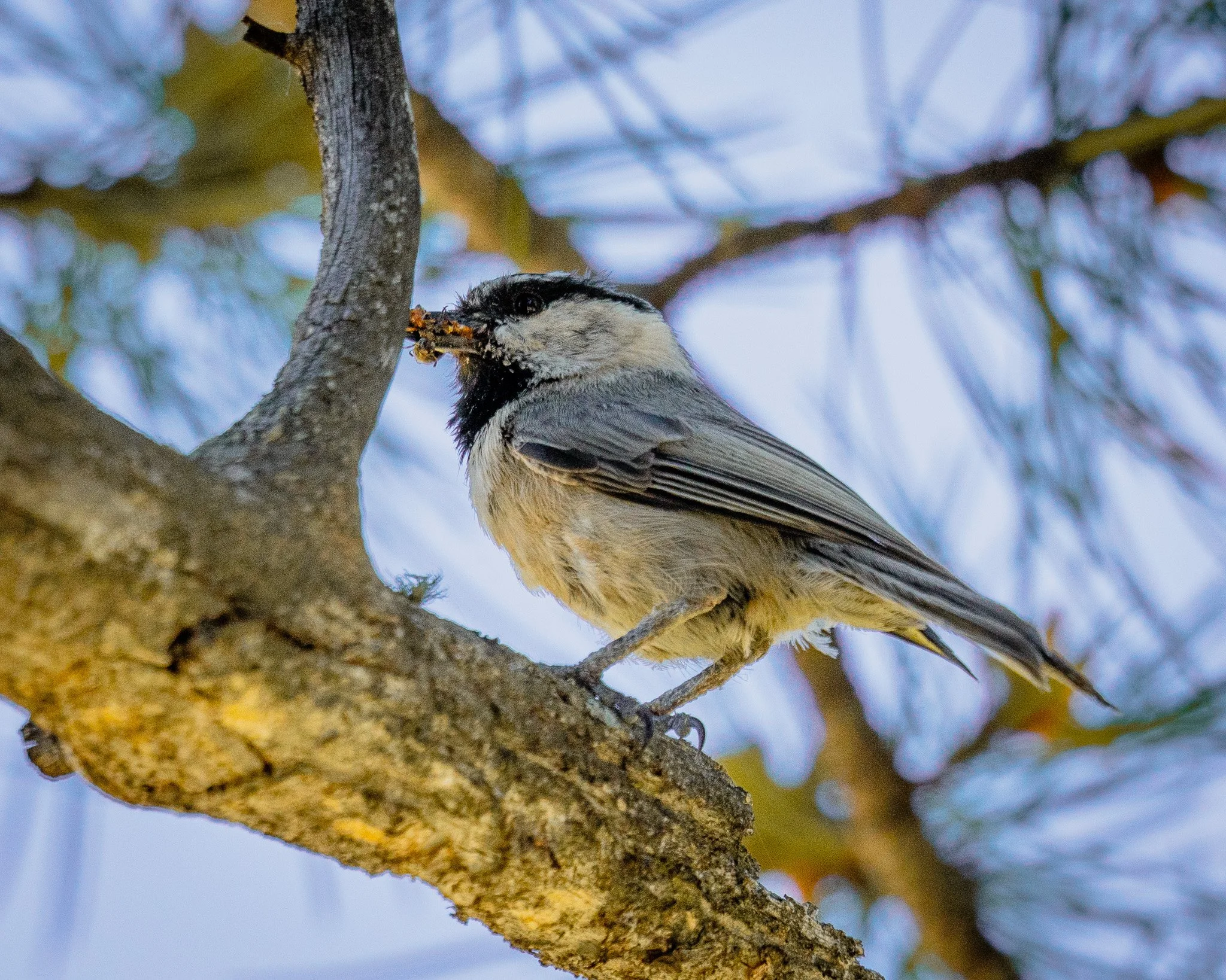 A small bird perched on a tree branch with some food in its beak.