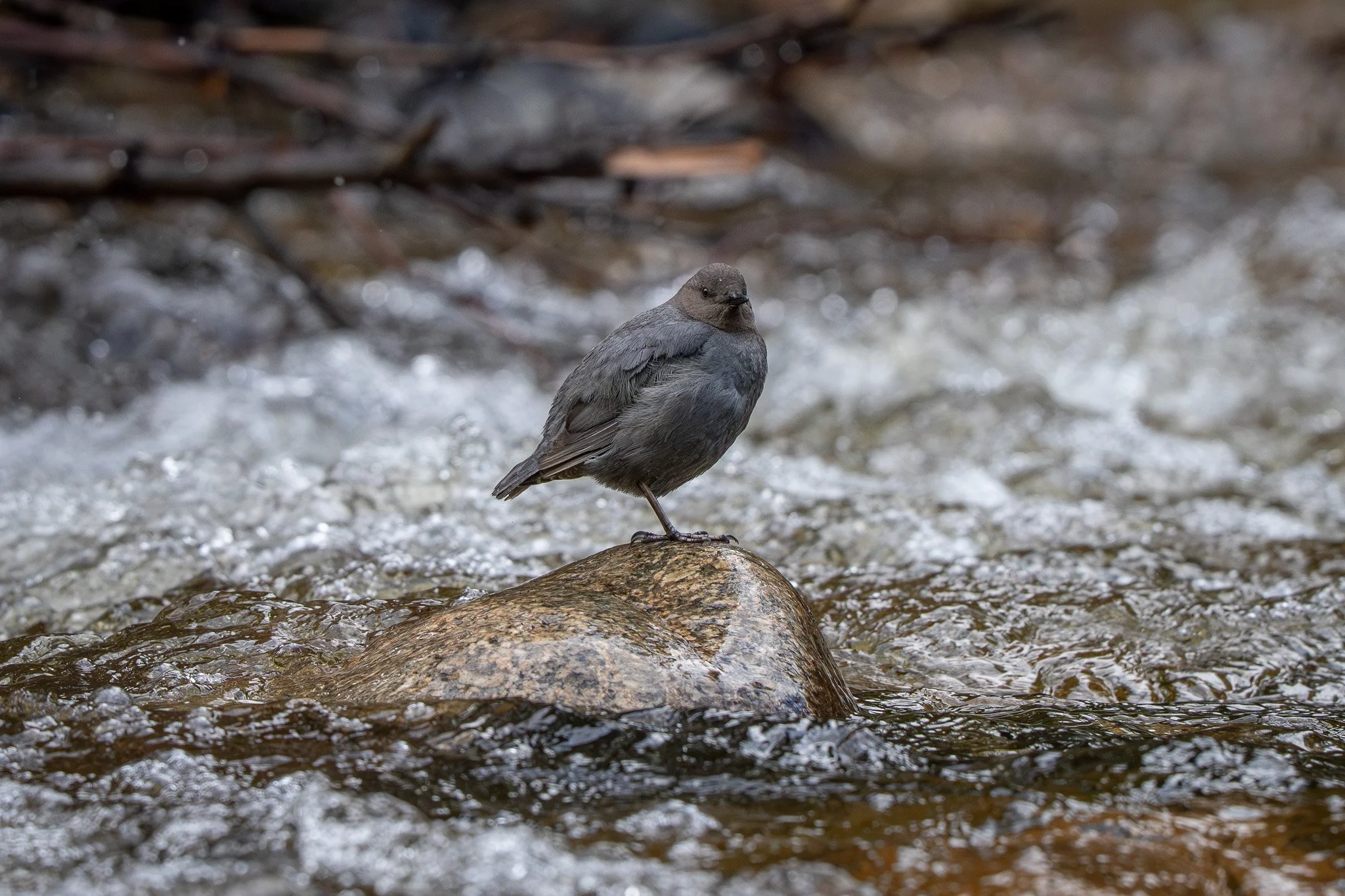 A small black bird perched on a rock in a flowing stream.