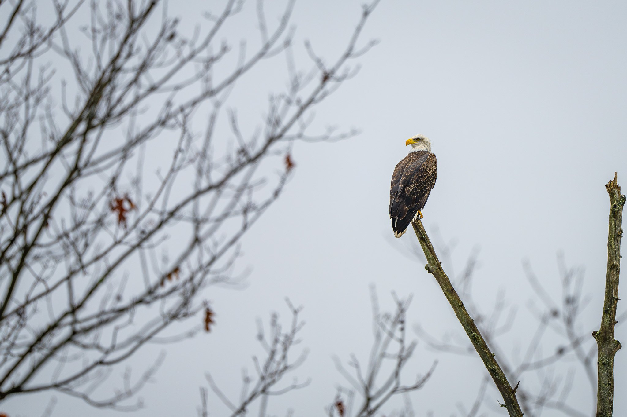 An adult bald eagle perched on a leafless tree branch against a gray sky.