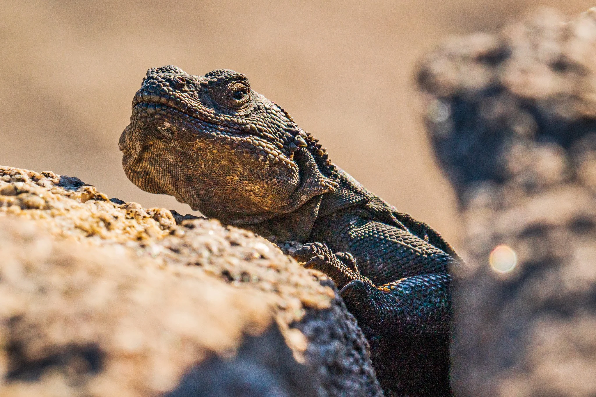 Close-up of a black and brown lizard resting on a rock in a desert environment.