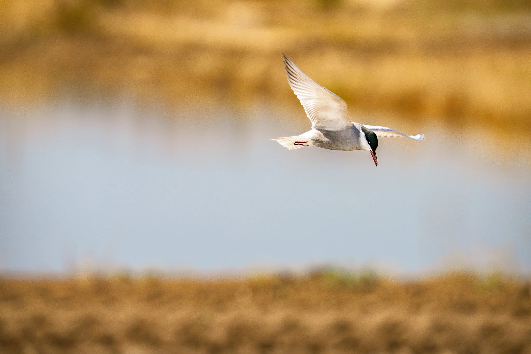 A bird, possibly a tern, flying over a body of water with a blurred natural landscape in the background.