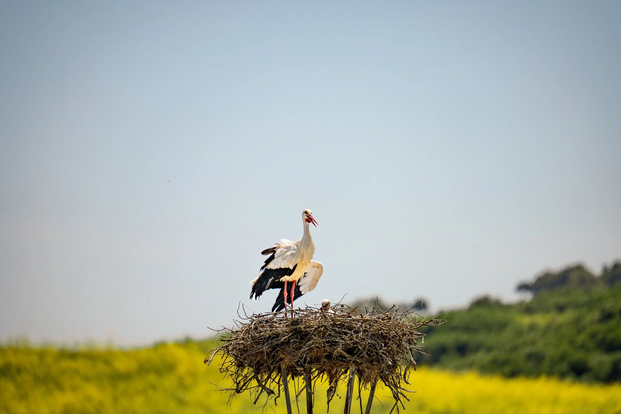 A stork standing on its nest in a field of yellow flowers with green bushes and a blue sky in the background.