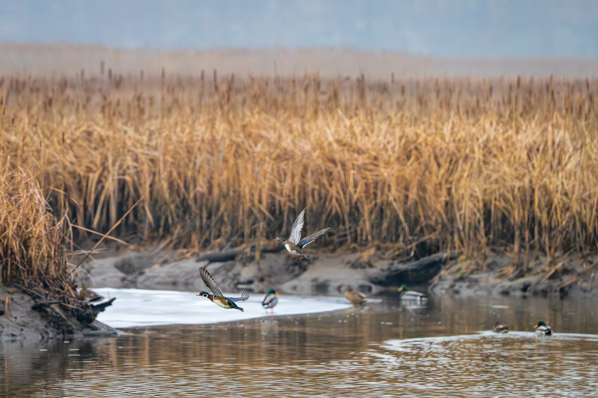Duck in flight over a river with ducks swimming on the water, surrounded by tall dry reeds.
