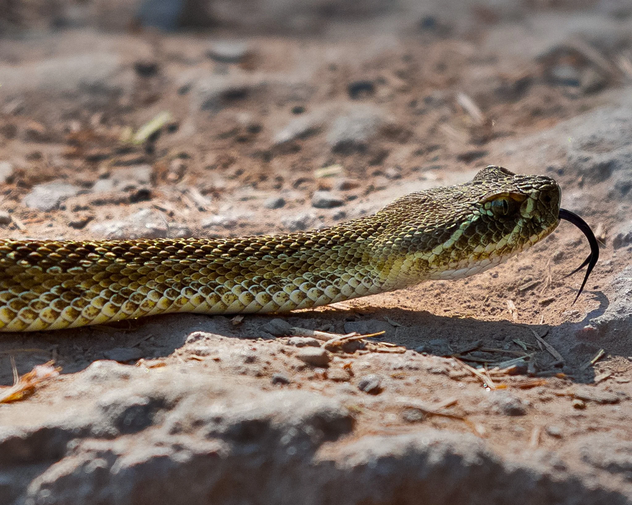 Close-up of a snake on the ground with a forked tongue sticking out.