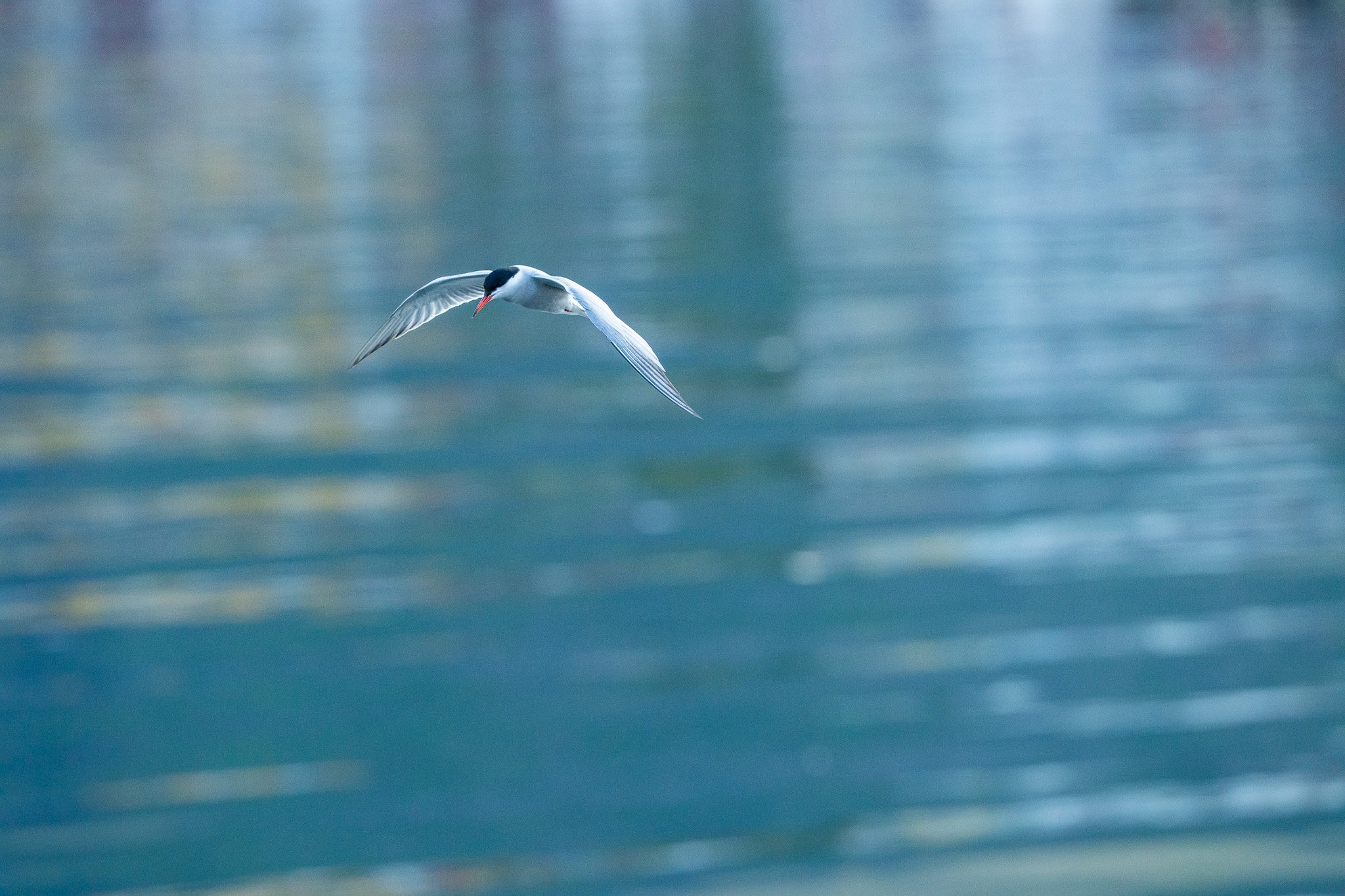A seagull flying over a body of water with a blurred background.