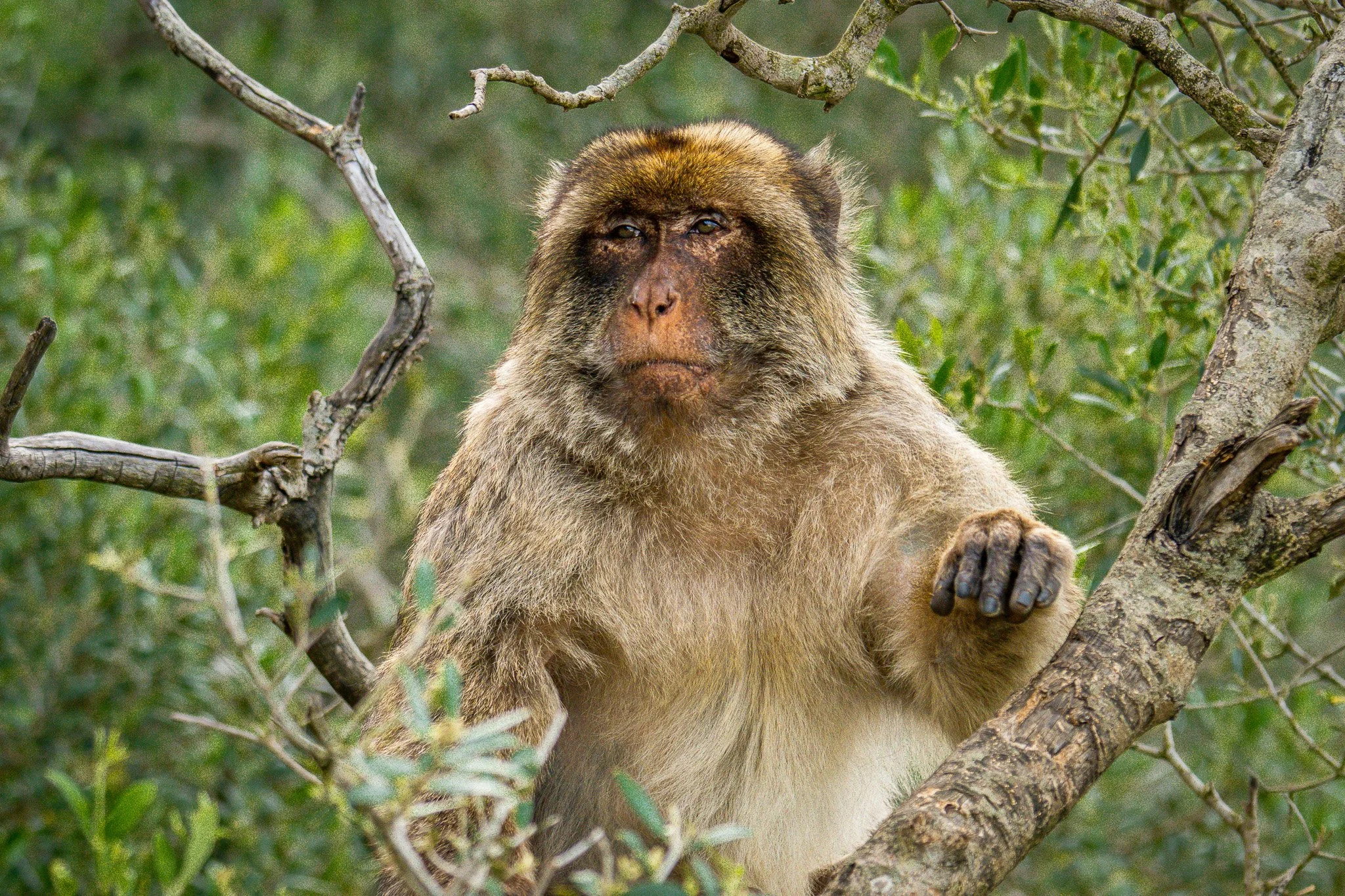 A Barbary macaque sitting in a tree with green foliage in the background.