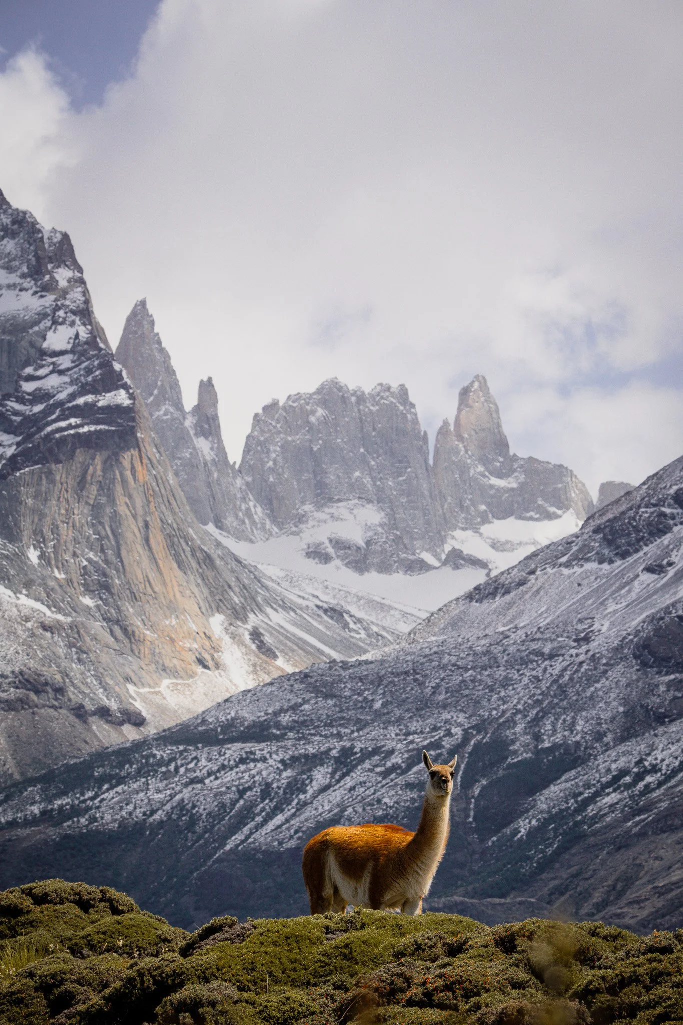 A llama standing on green shrubs with snow-capped mountains in the background under a cloudy sky.
