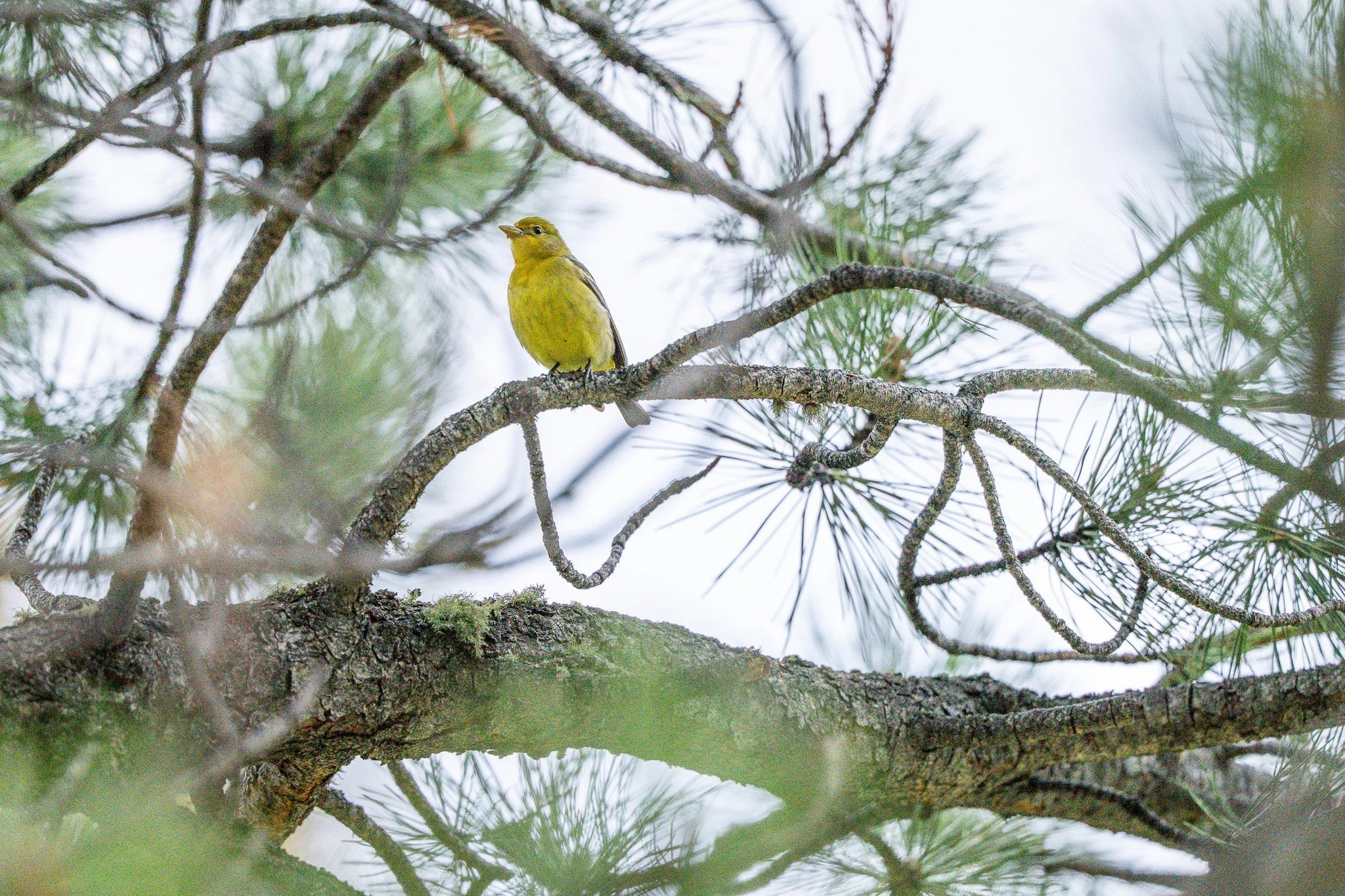 A small yellow bird perched on a branch of a pine tree, surrounded by green pine needles and branches.