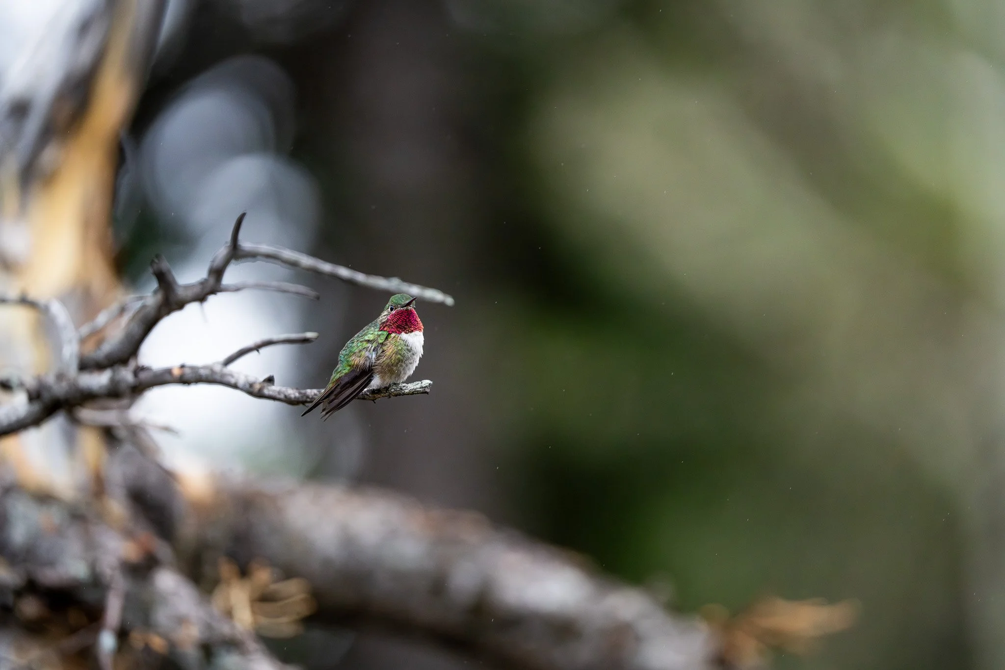 A hummingbird perched on a branch with a blurred natural background.
