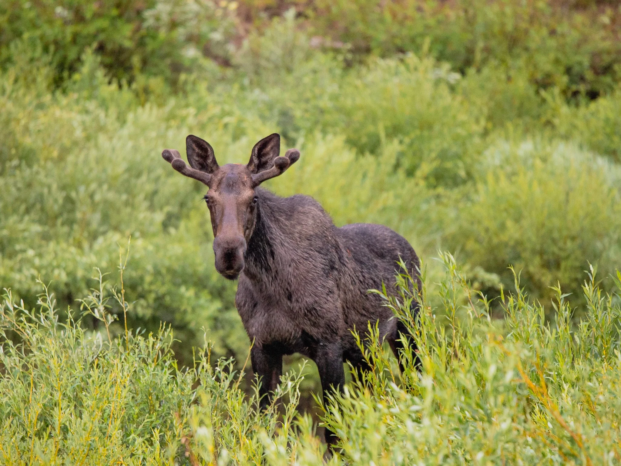 A moose standing in a green field with lush vegetation and trees in the background.