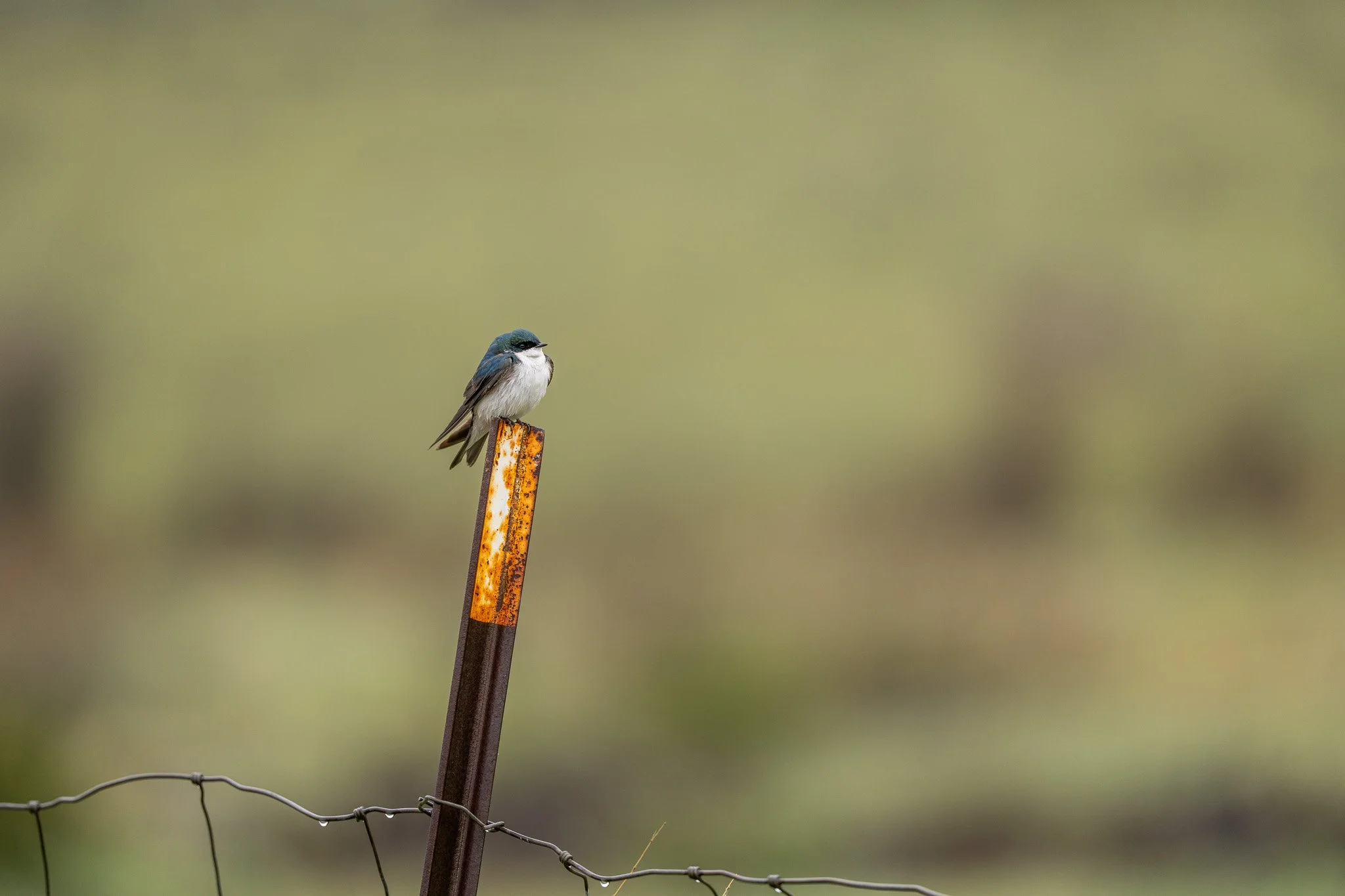 A small blue and white bird perched on a rusty metal post near a wire fence against a blurred green background.