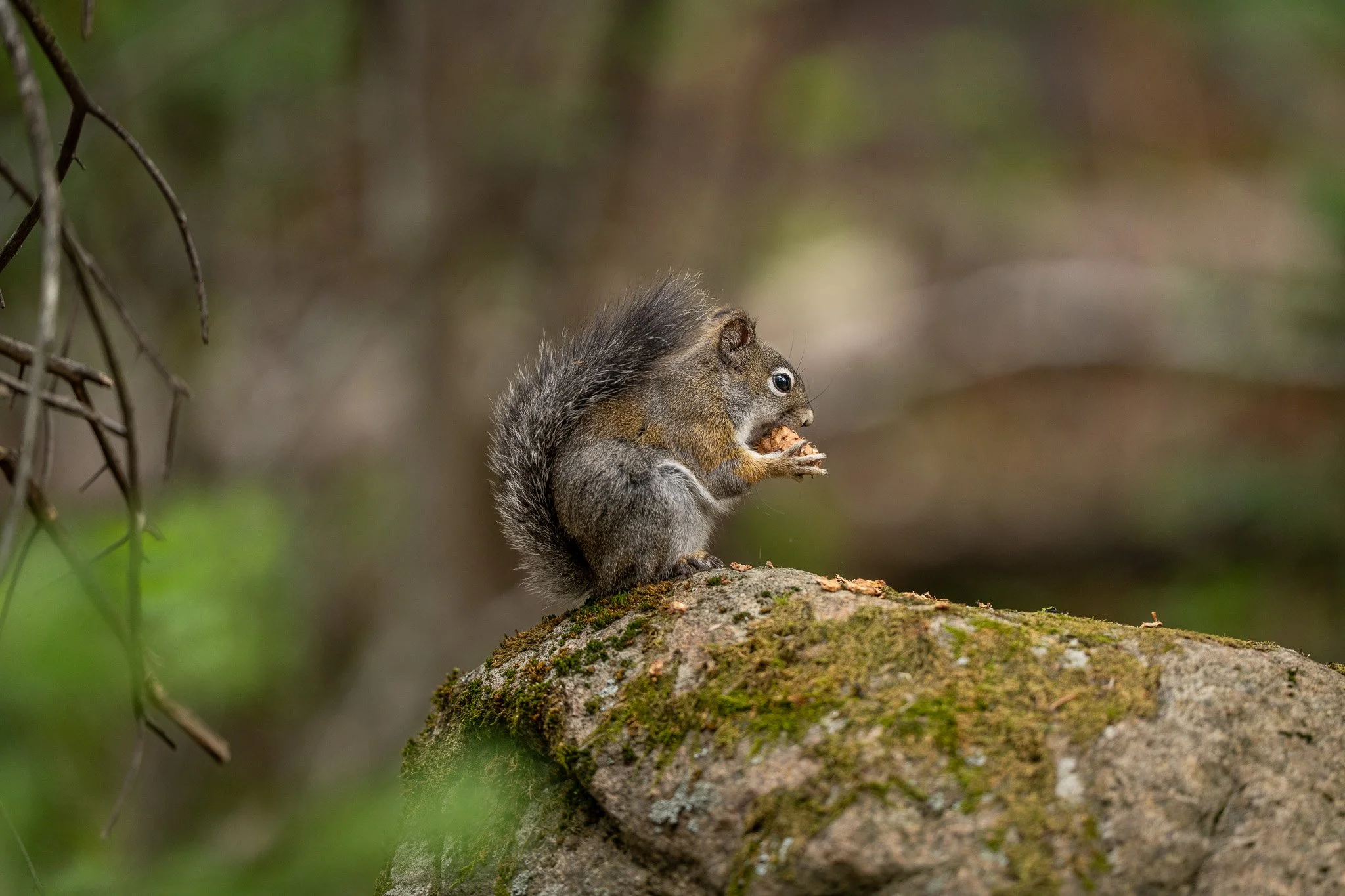 A squirrel sitting on a moss-covered rock in a forest, eating a nut.