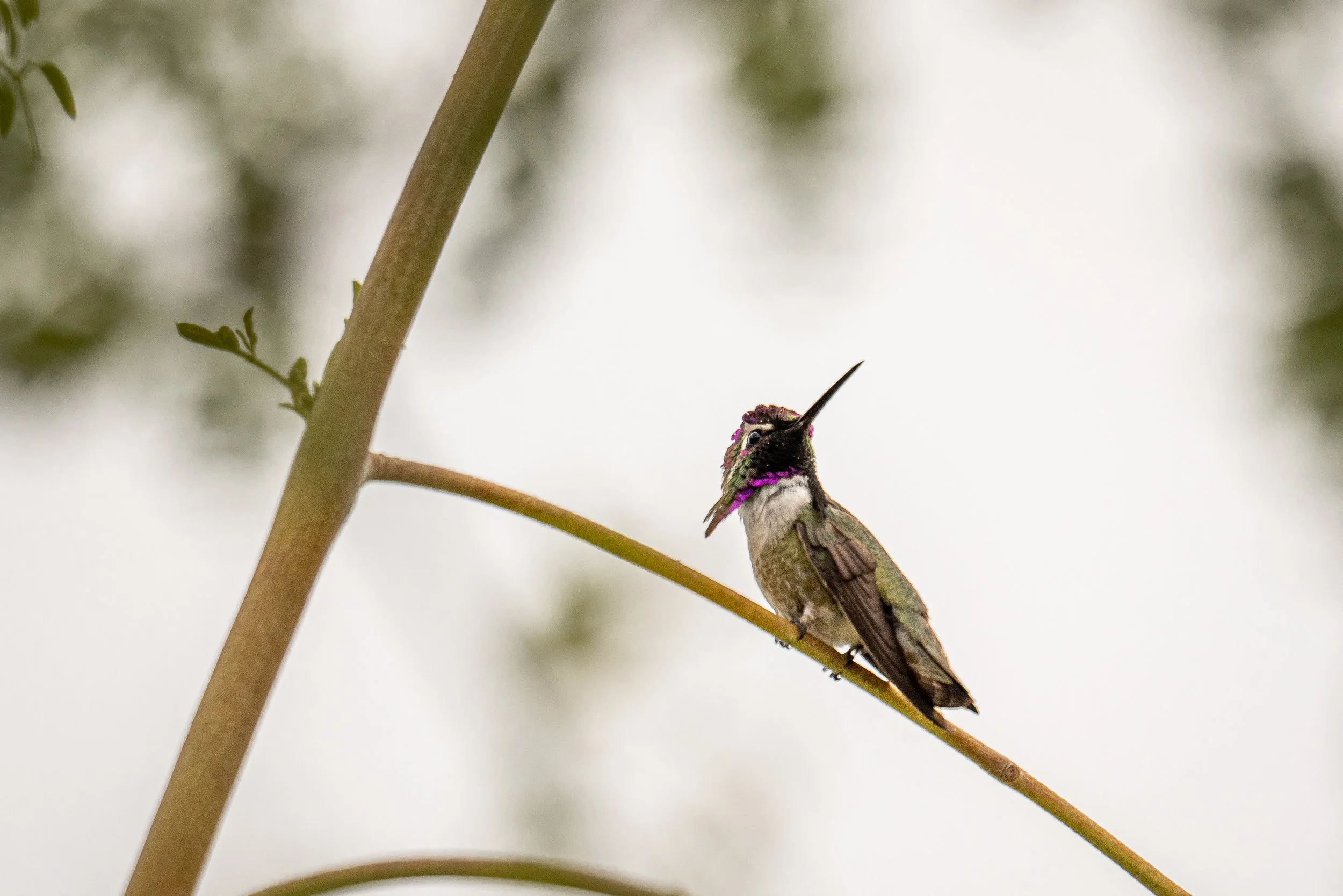 A hummingbird perched on a thin branch, with iridescent pink, purple, and green feathers around its head and neck, against a blurred background.