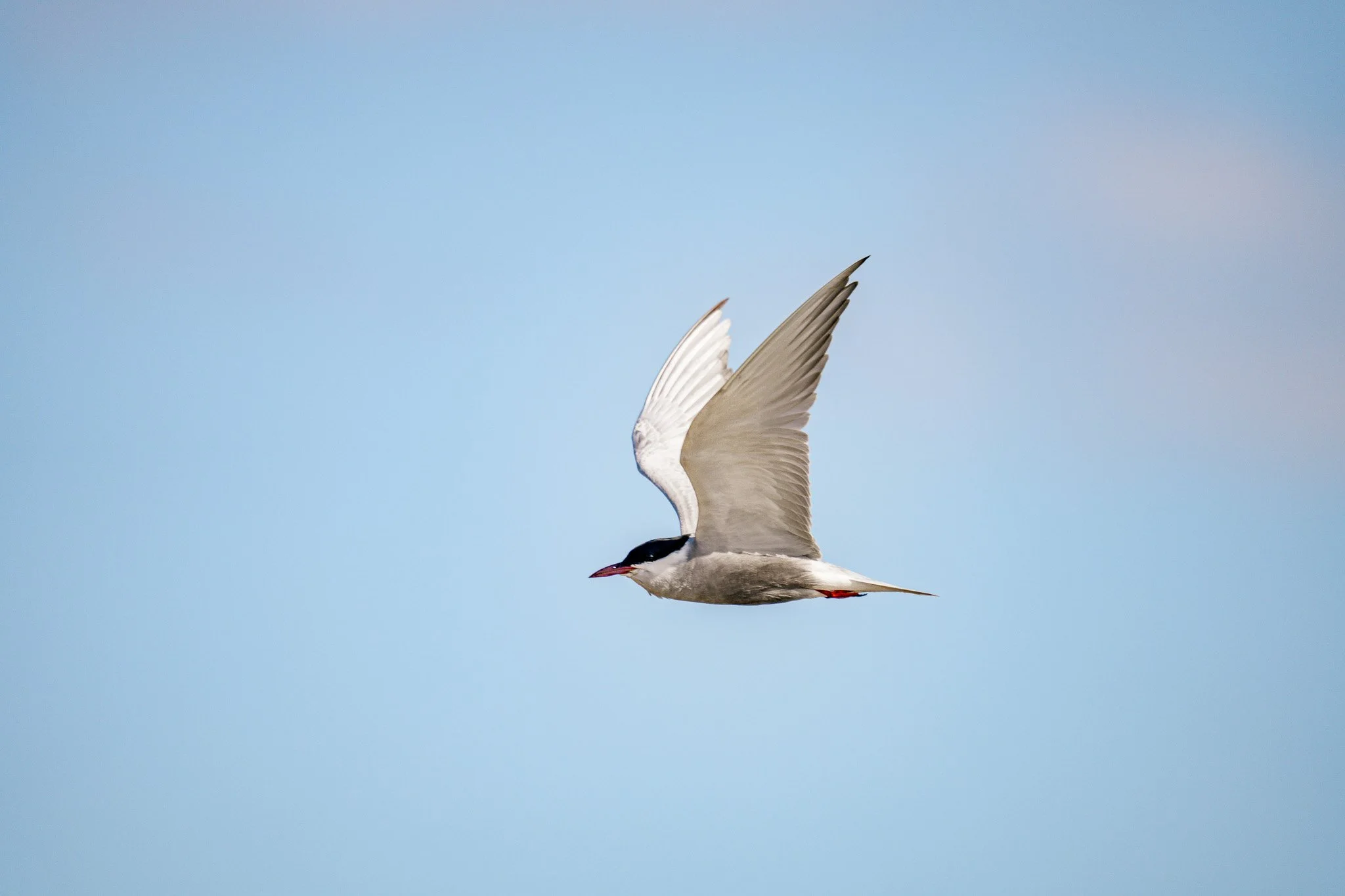 A bird in flight against a blue sky, with wings spread and head slightly down.