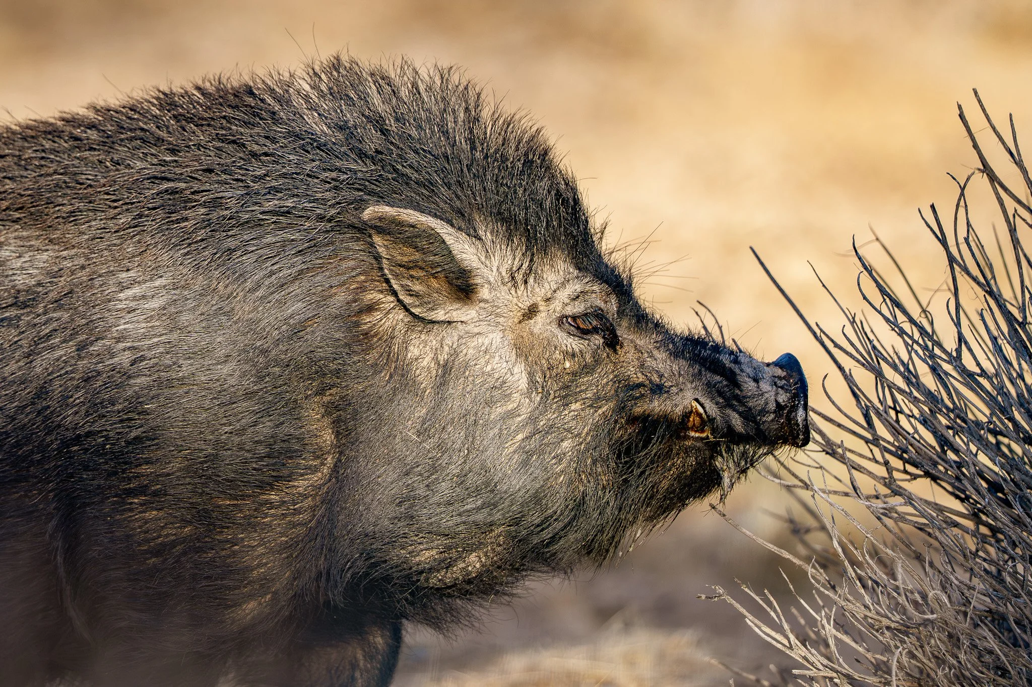 Close-up of a wild boar sniffing dry bushes in a natural setting.