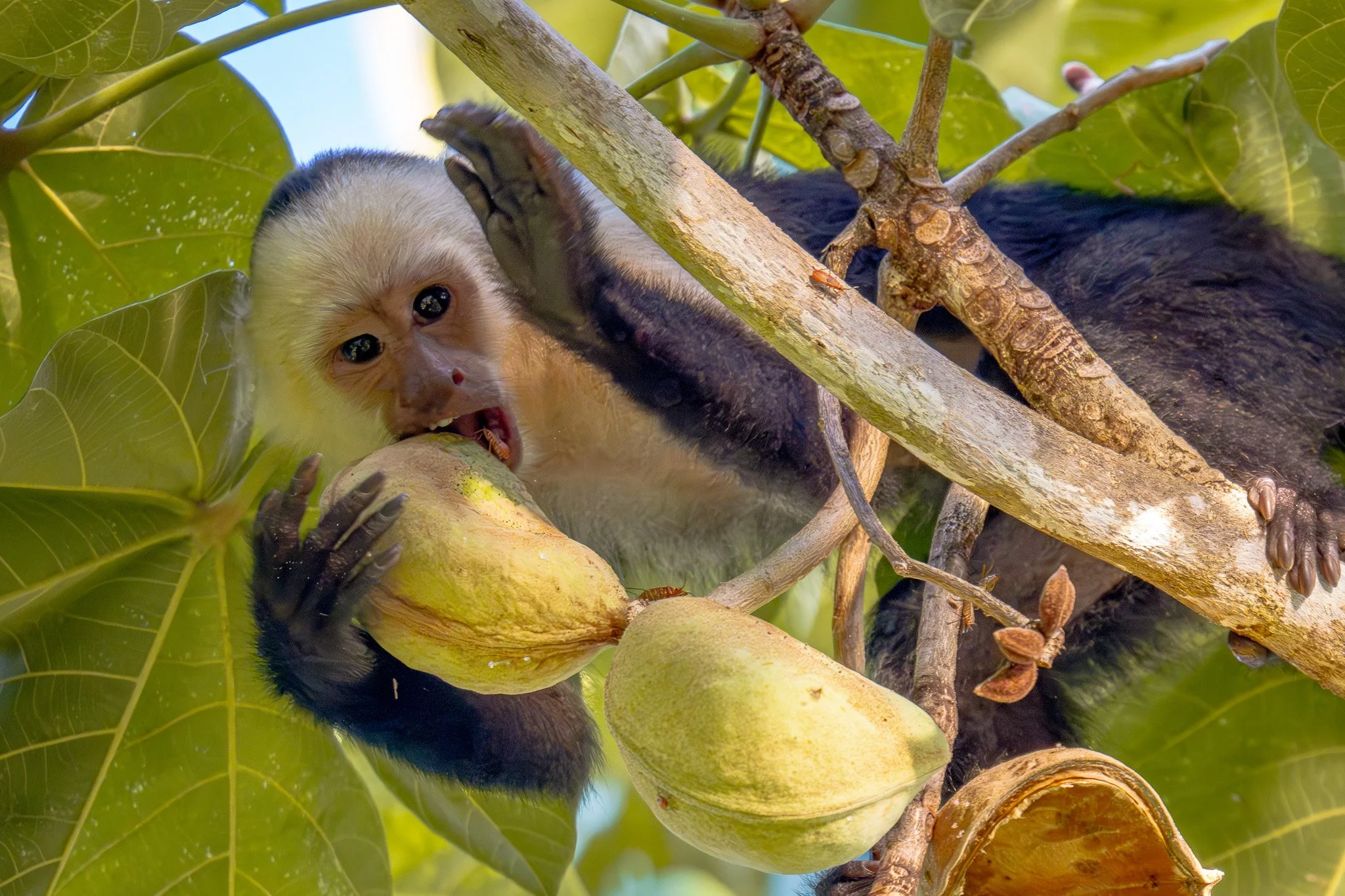 Young monkey with light fur on a tree, surrounded by green leaves, eating a large fruit.