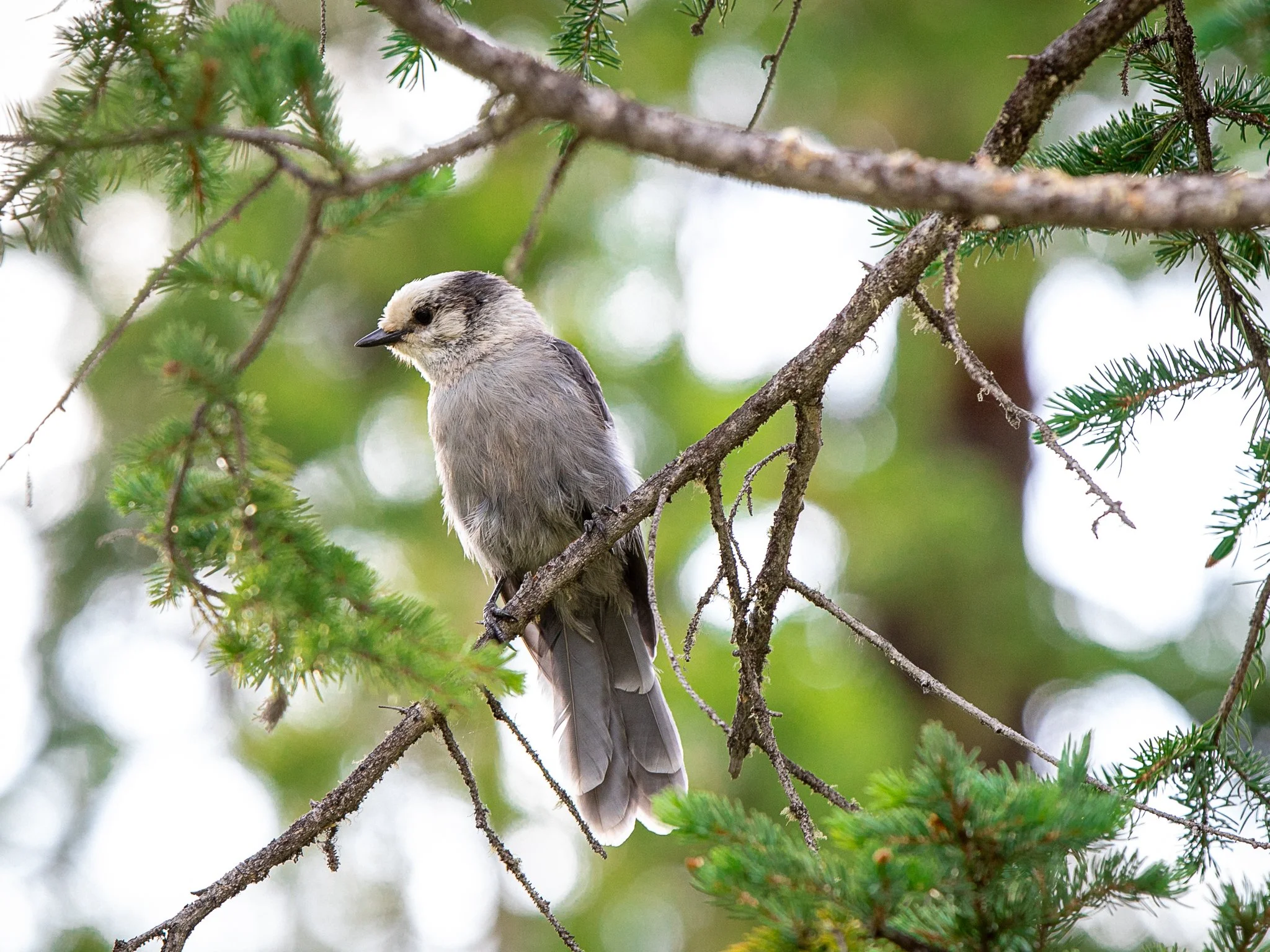 A small bird perched on a tree branch among green pine needles, with a blurred green and white background.