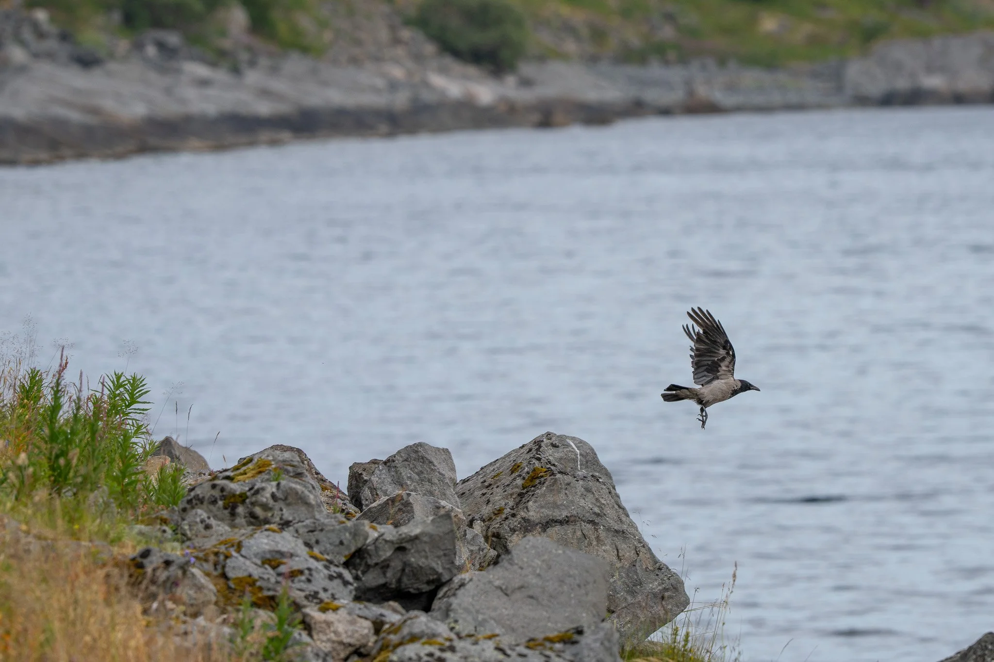 A bird flying over rocks by a body of water with green trees in the background.