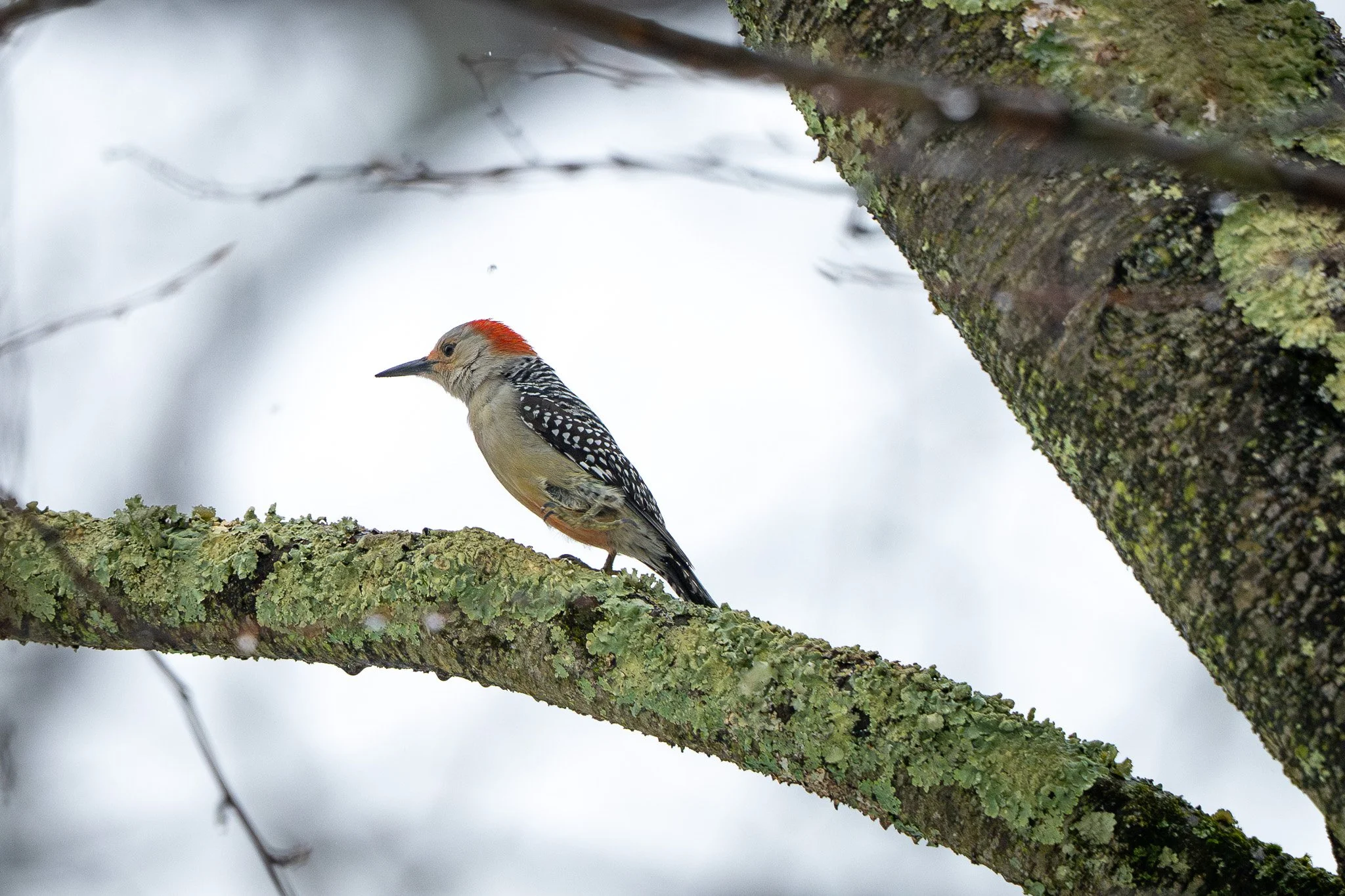 A woodpecker perched on a moss-covered tree branch in a wintery landscape.