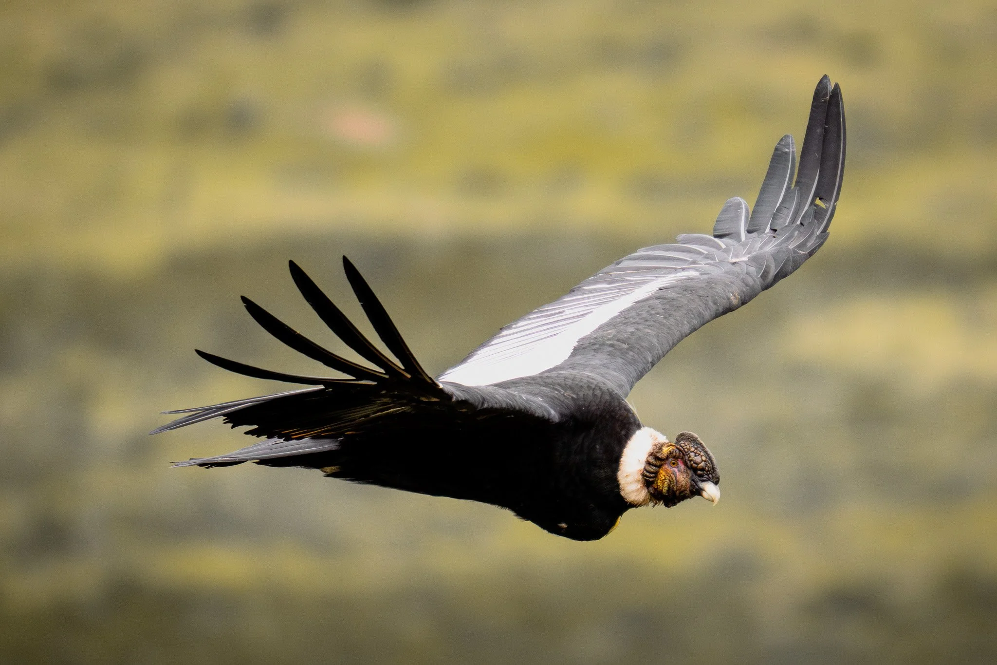 A close-up of a California Condor in flight with its wings fully extended.