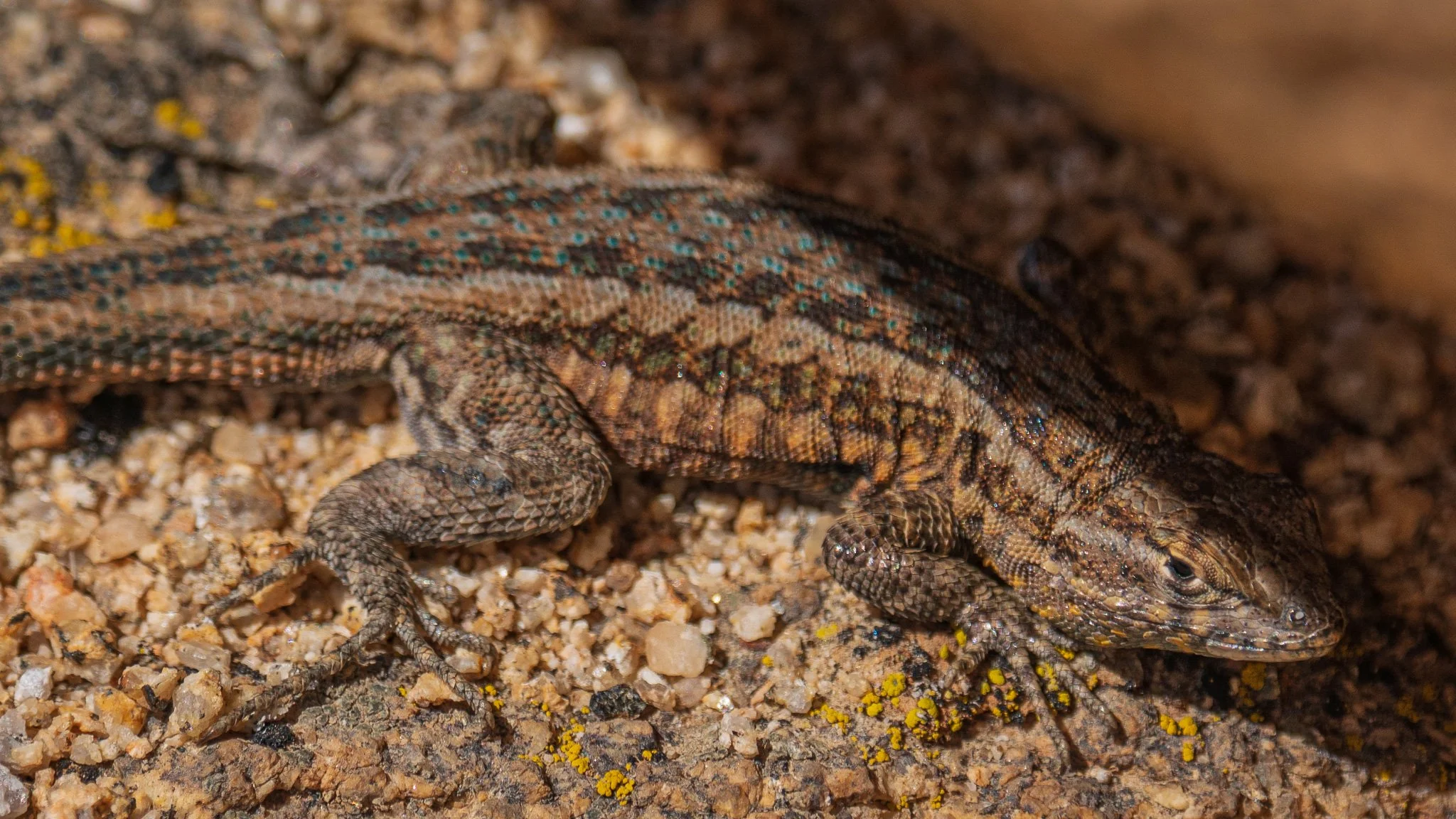 Close-up of a small brown and black lizard on sandy ground with yellow lichen.