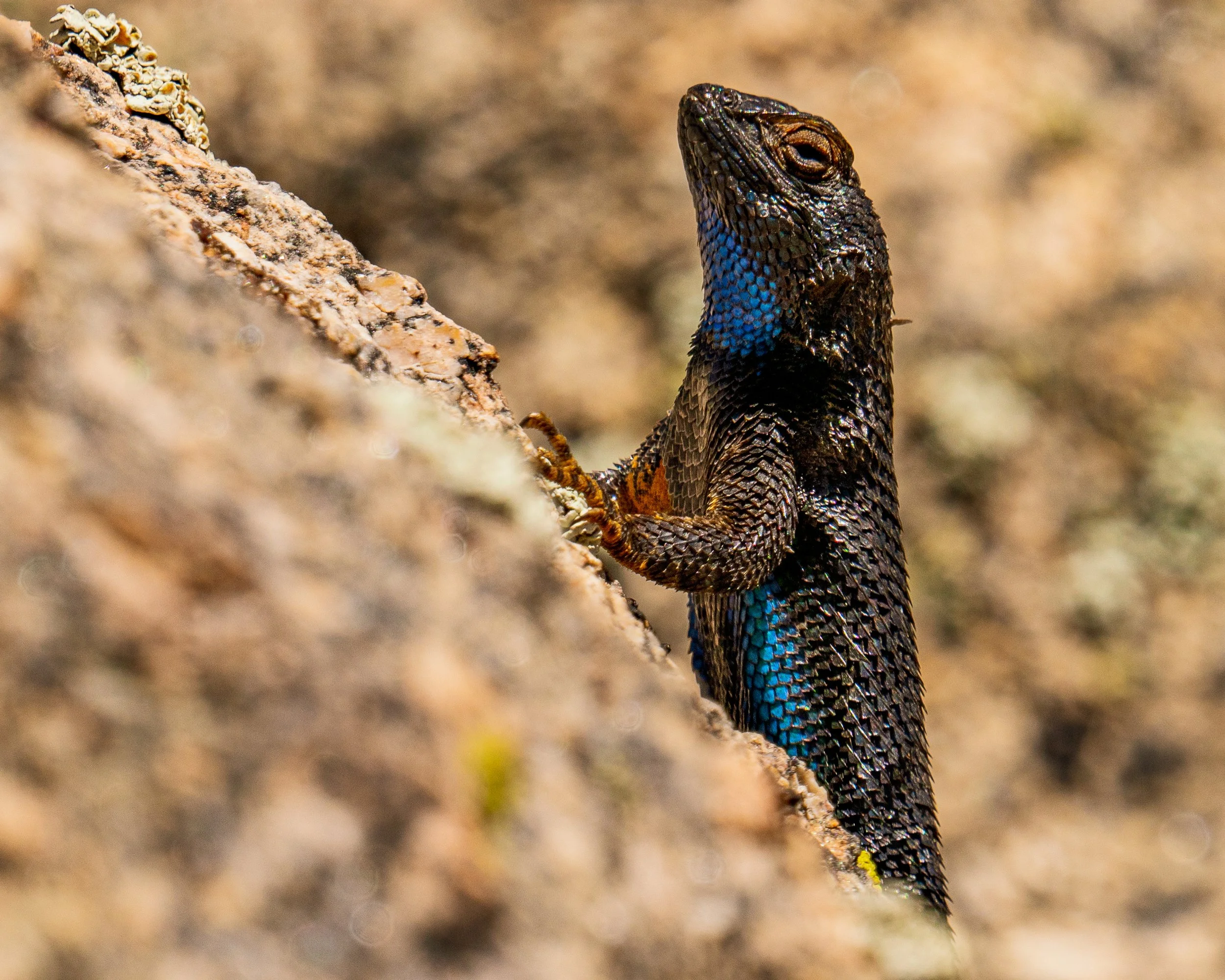 A lizard climbing a rock face with black and blue scales.