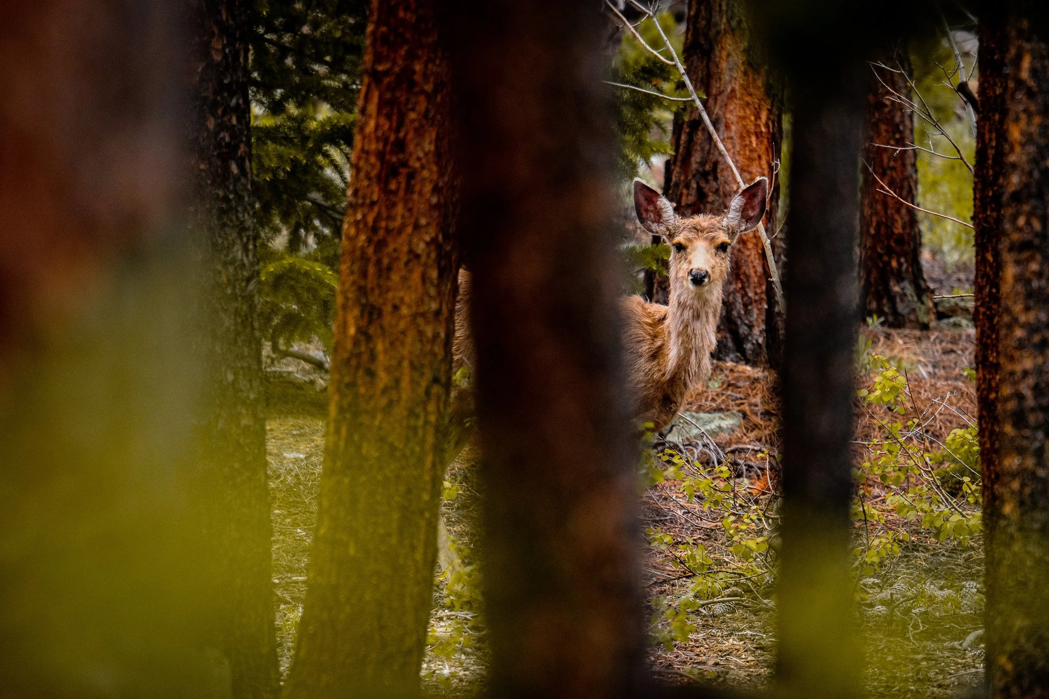 A deer peering through trees in a forest.