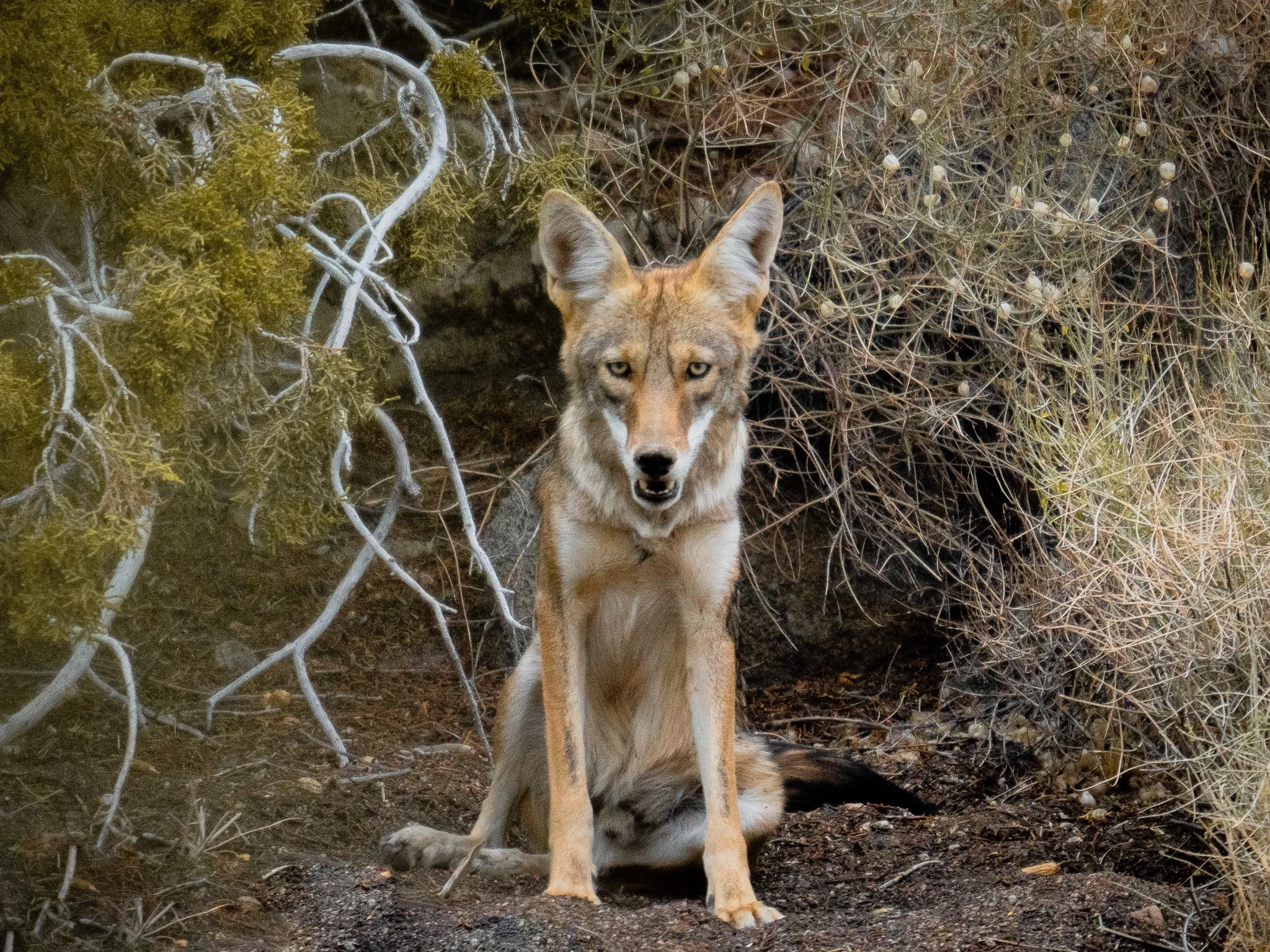 A coyote sitting on the ground with tan fur, pointed ears, and yellow eyes, positioned in front of bushes and dry branches in a natural setting.