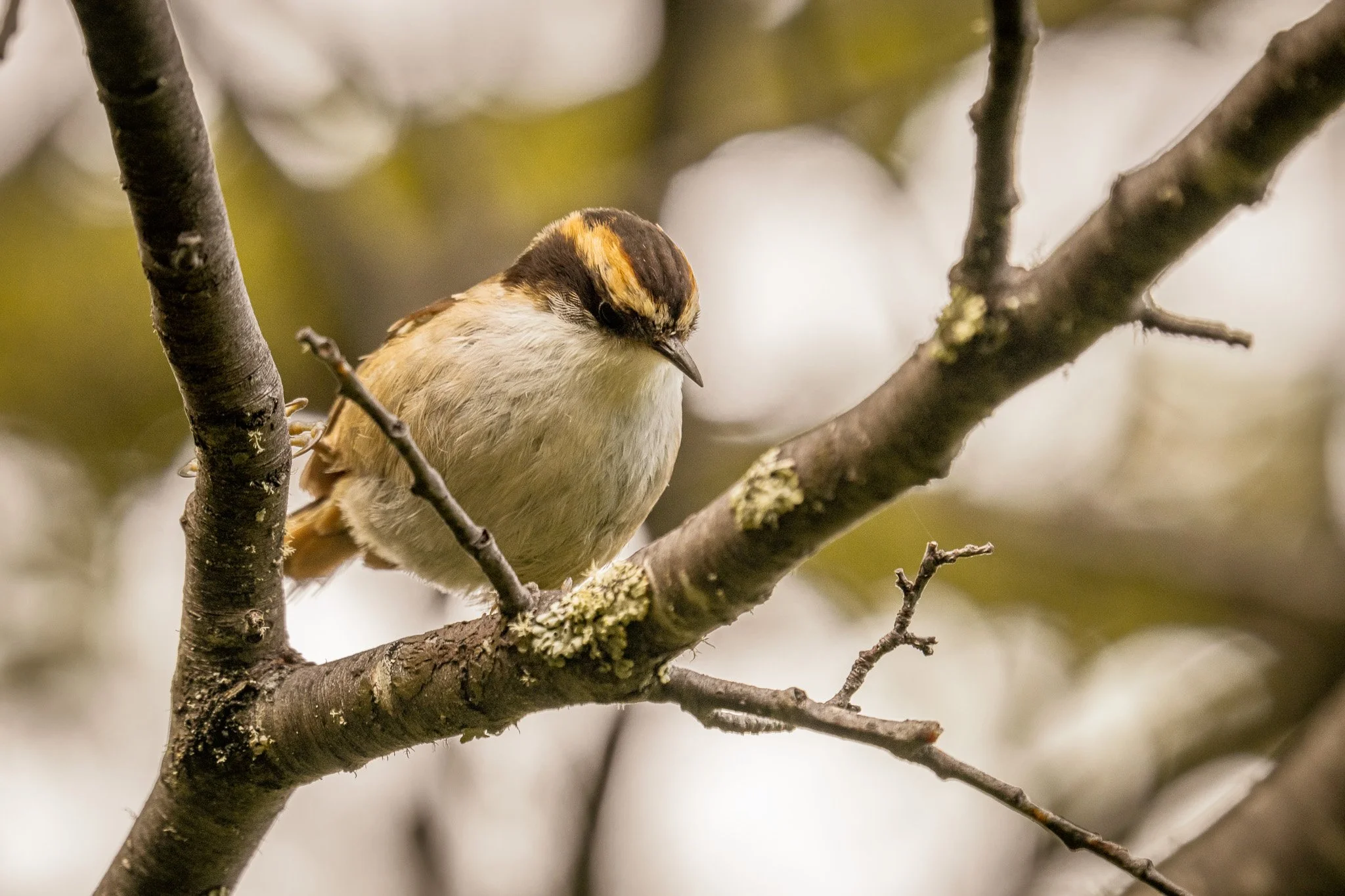 A small bird with brown and yellow plumage perched on a tree branch.