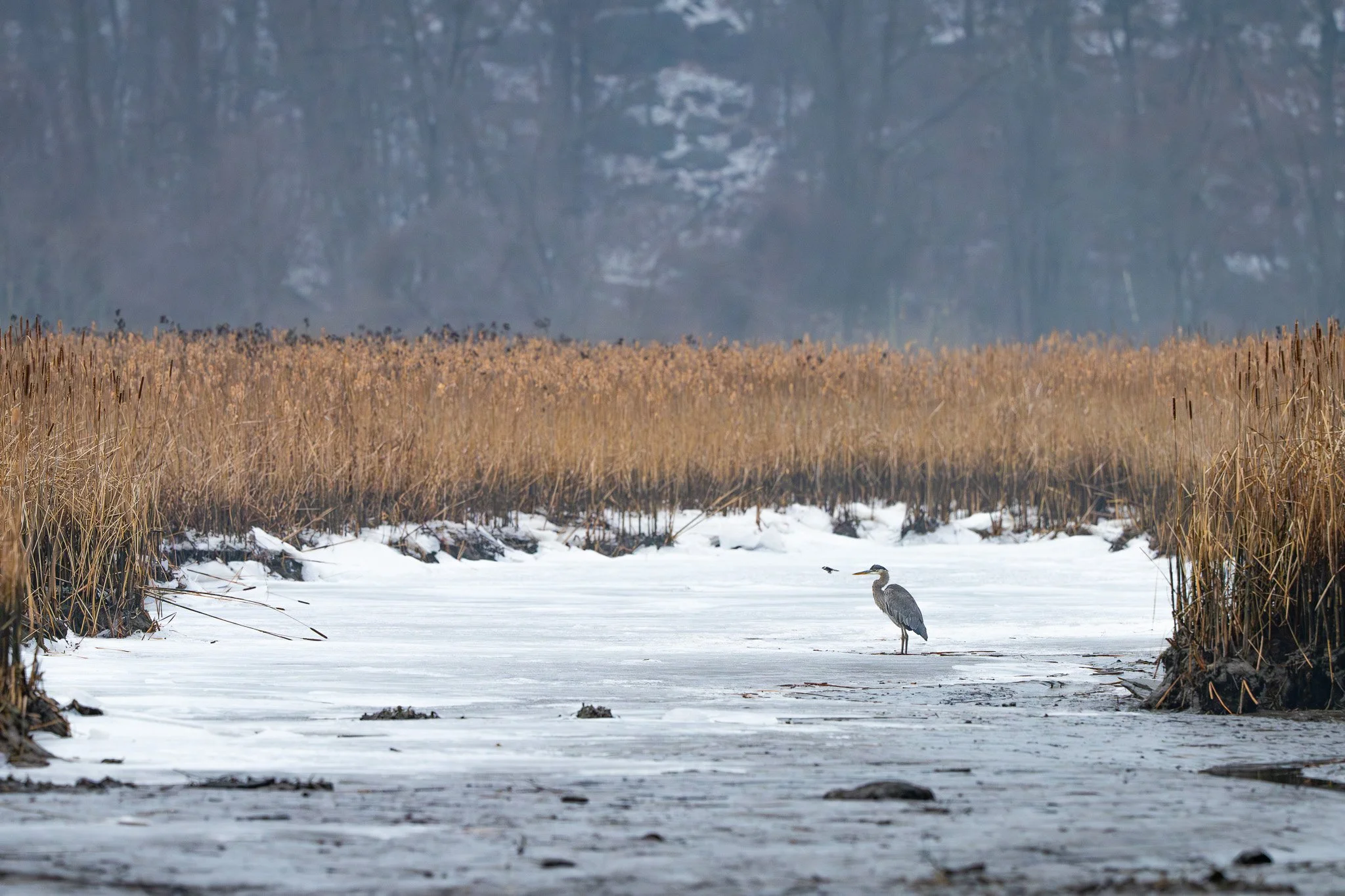 A heron standing on a frozen lake or pond with tall dried reeds on either side, and a foggy, forested background.