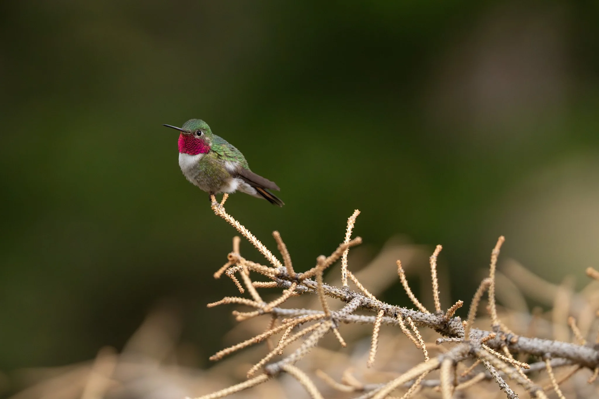 A colorful hummingbird with a red throat perched on a branch.
