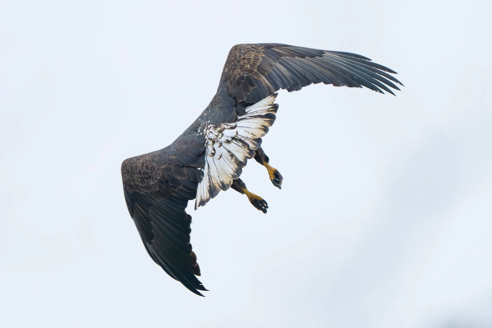A bird of prey, possibly a hawk or eagle, flying in the sky with wings spread wide.