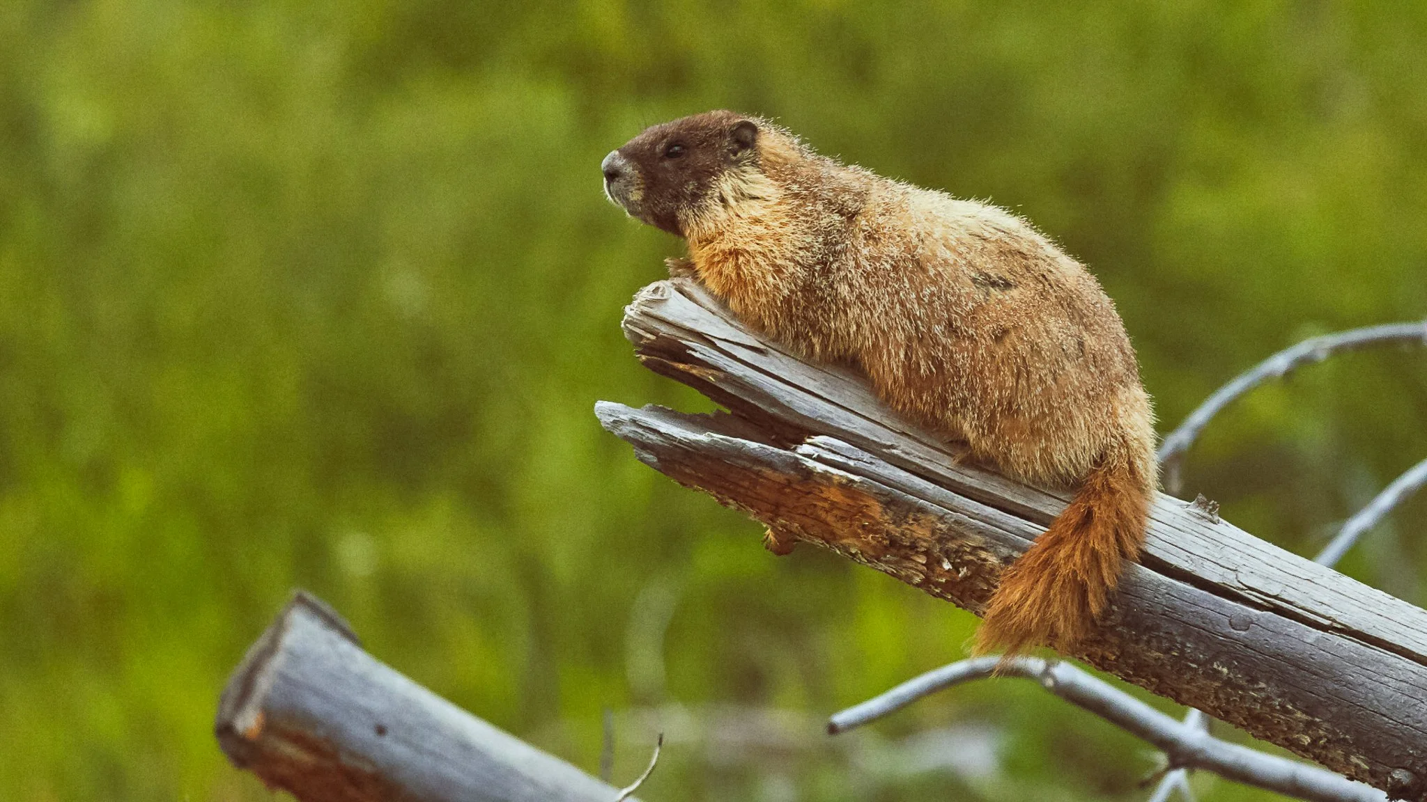 A marmot sitting on a large fallen tree branch in a grassy area, looking to the left with a green blurred background.