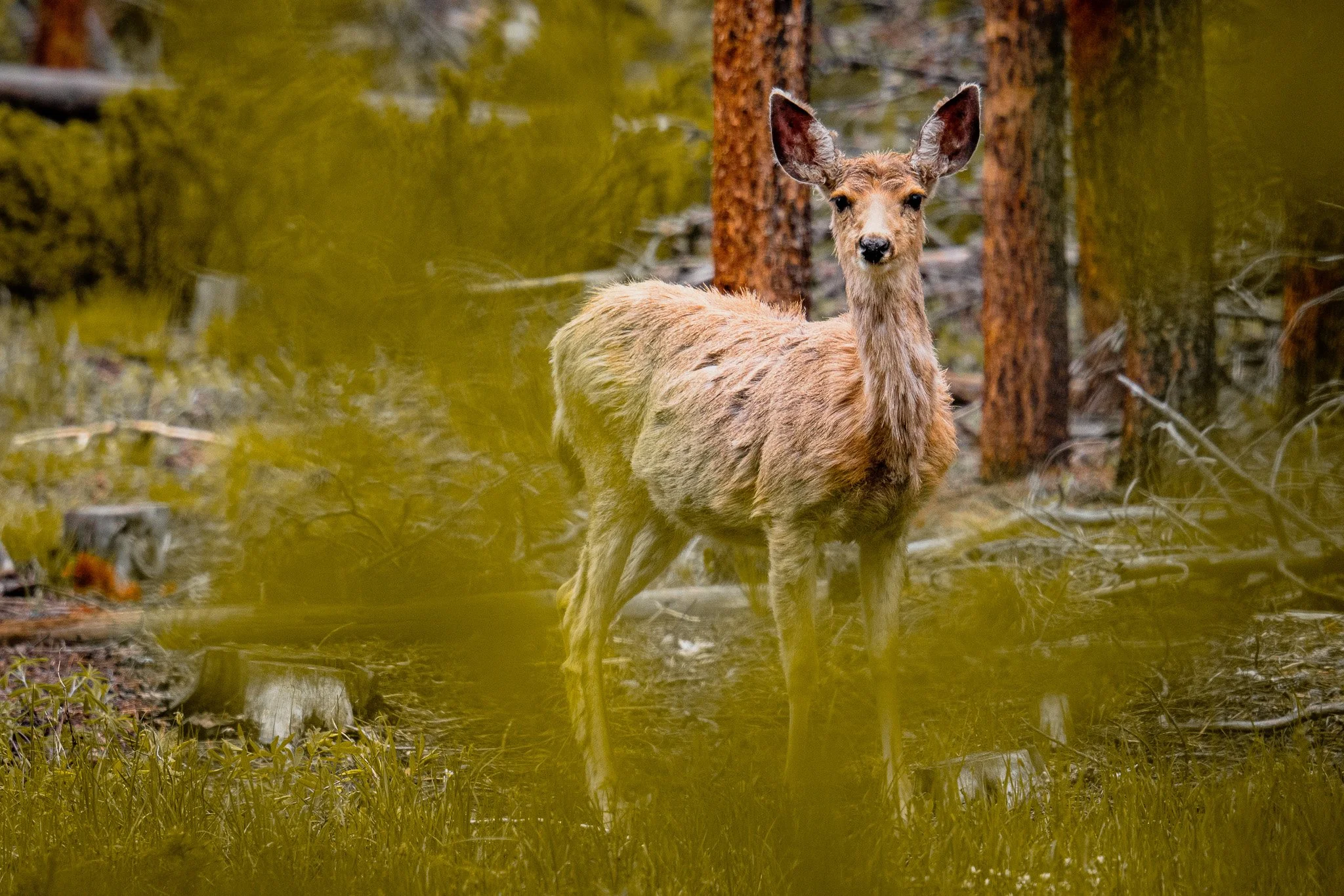A young elk standing in a forested area with tall trees and green grass, looking toward the camera.