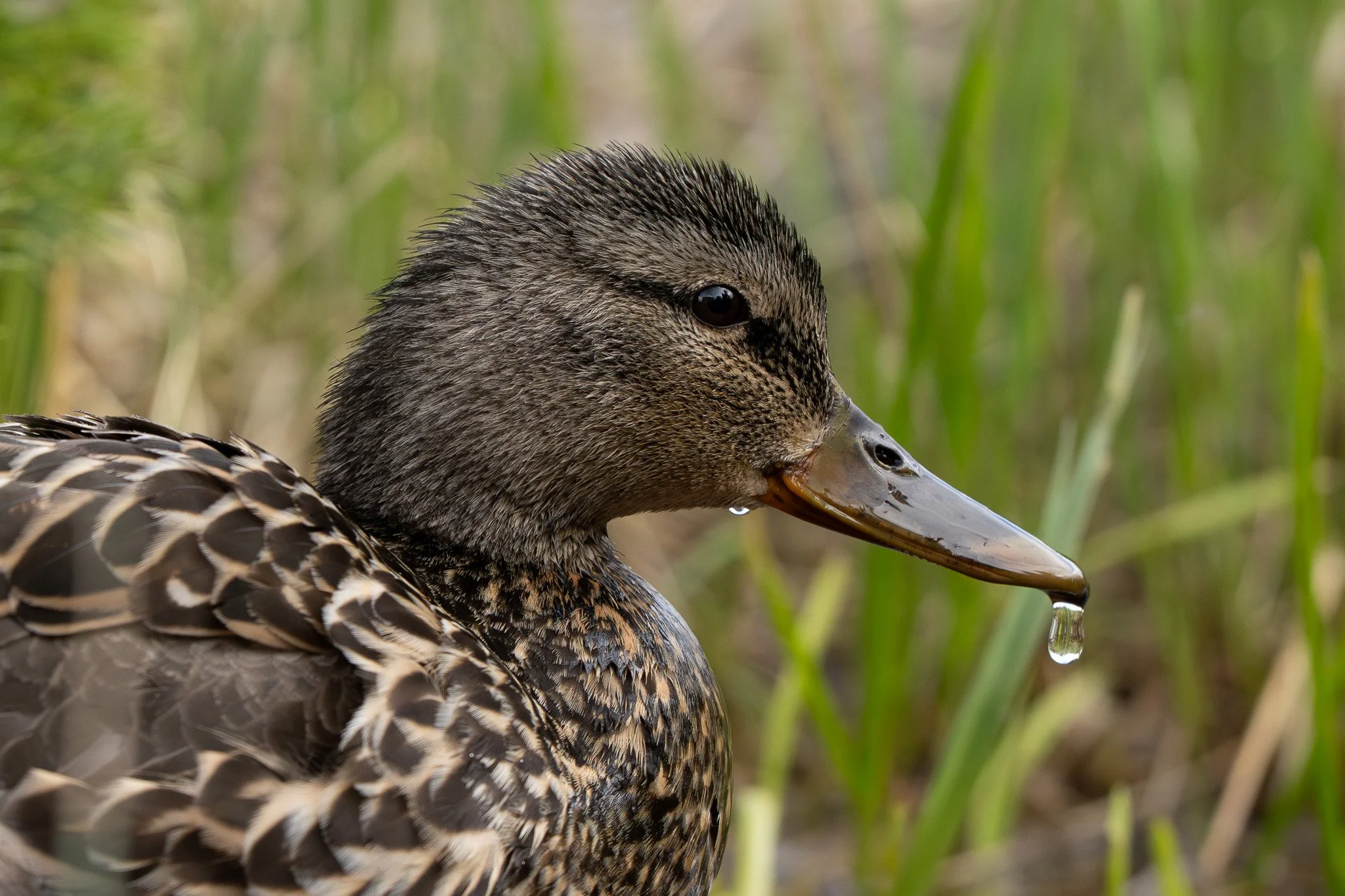 Close-up of a duck with water droplets hanging from its bill, surrounded by green reeds.