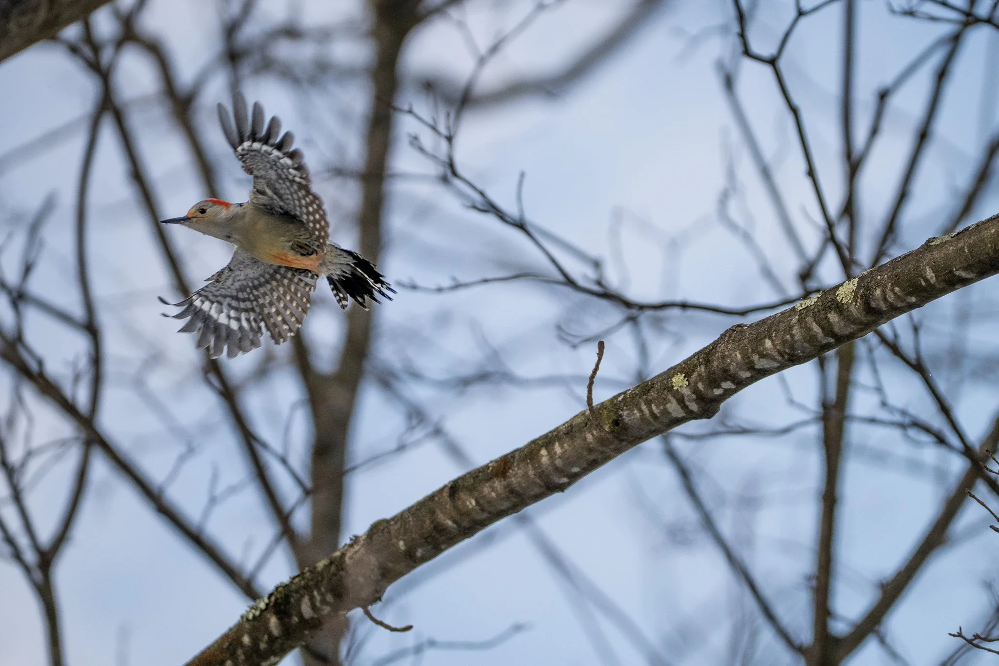 A woodpecker in mid-flight landing on a branch against a backdrop of leafless trees and a cloudy sky.