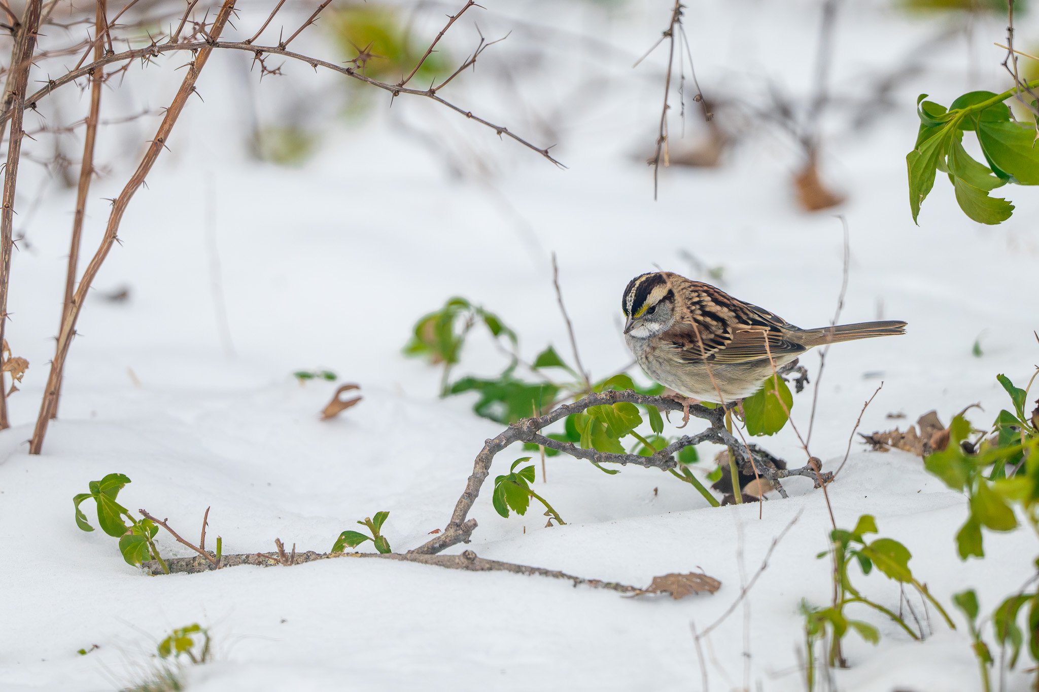A small bird perched on a branch in a snowy landscape with green leaves and brown dried plants.