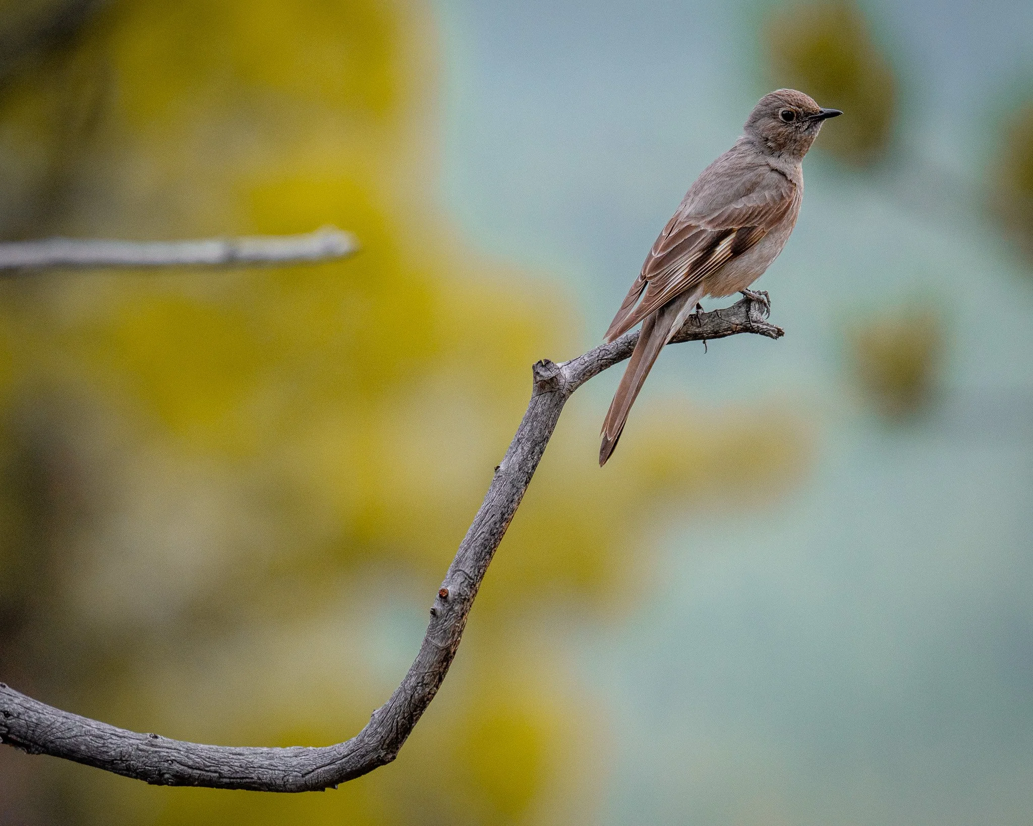 A small brown bird perched on a thin, curved tree branch in a blurred natural background.