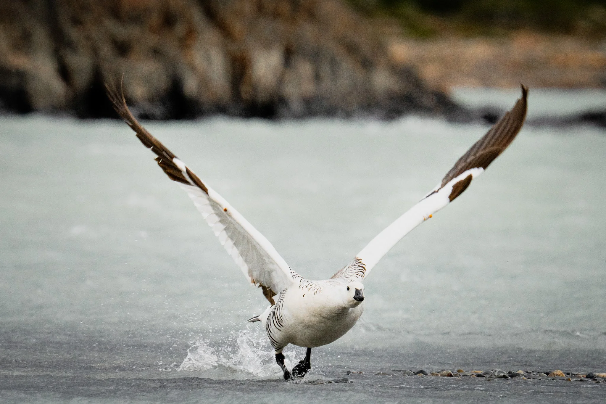 Seagull taking off from water with wings spread wide, water splashing around its legs, rocky shoreline in background.